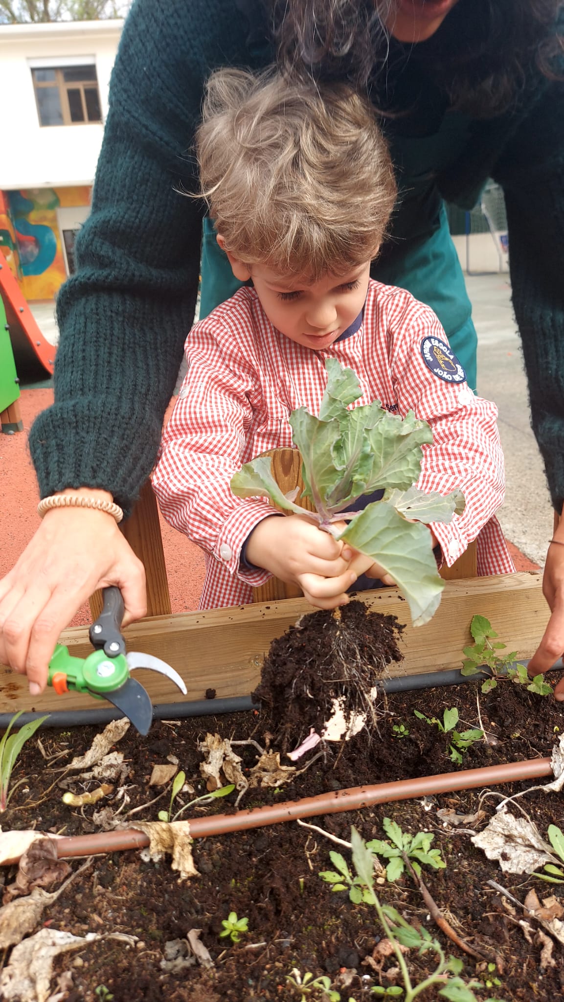 Limpeza da horta e semeio de elementos de primavera