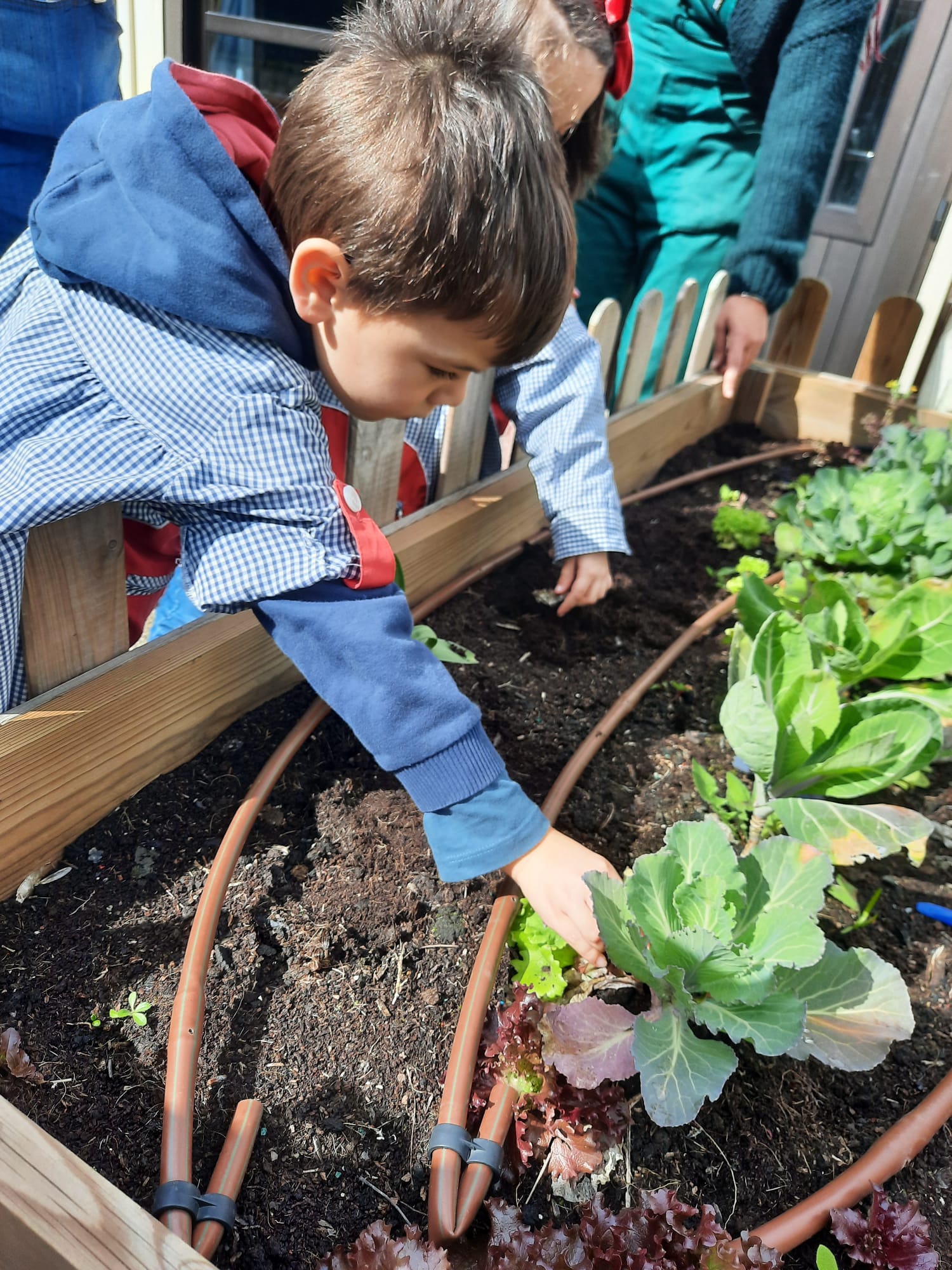 Limpeza da horta e semeio de elementos de primavera