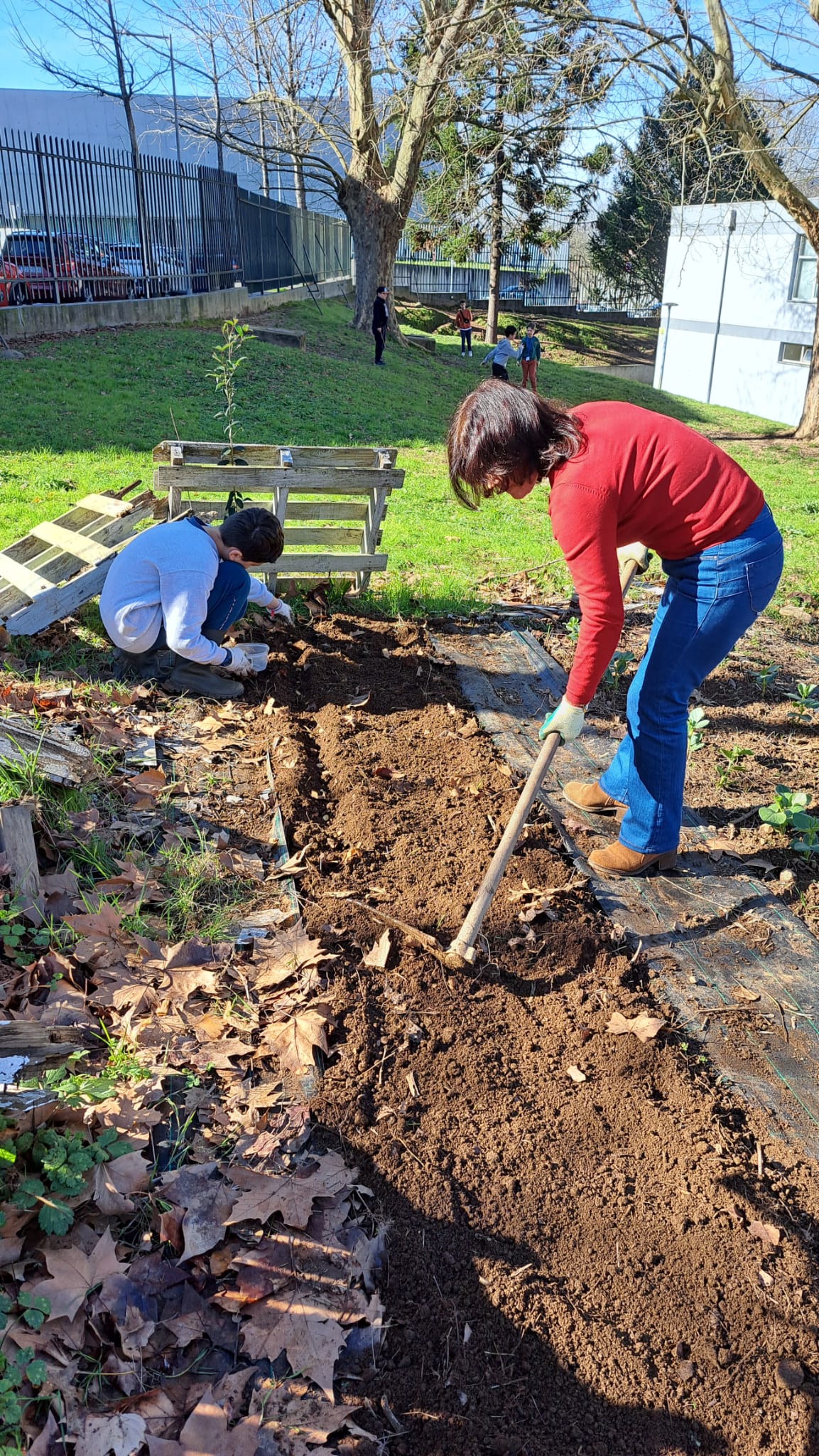 Alunos e Professora a preparar o terreno e a plantar favas.