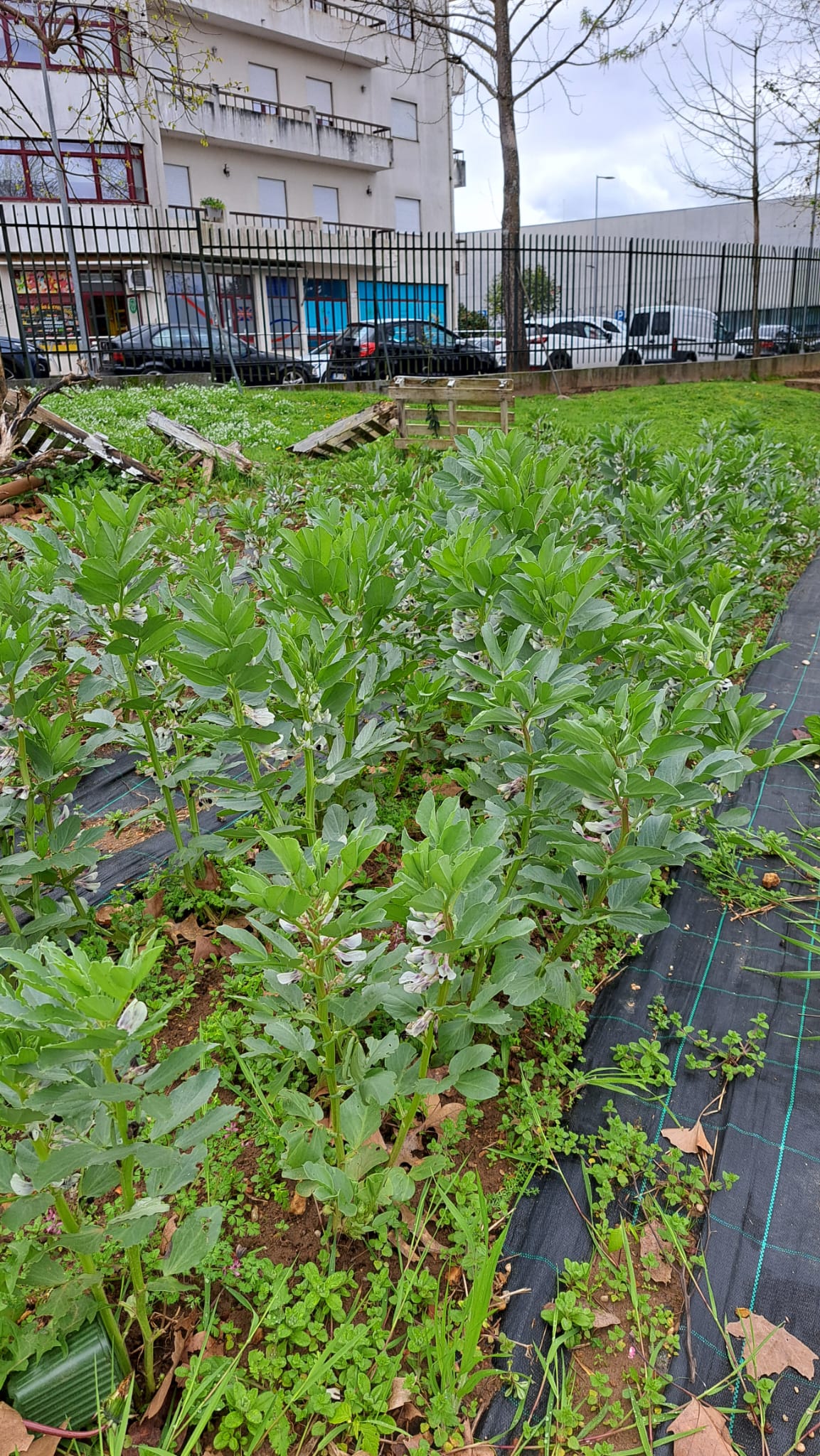 Favas em crescimento.