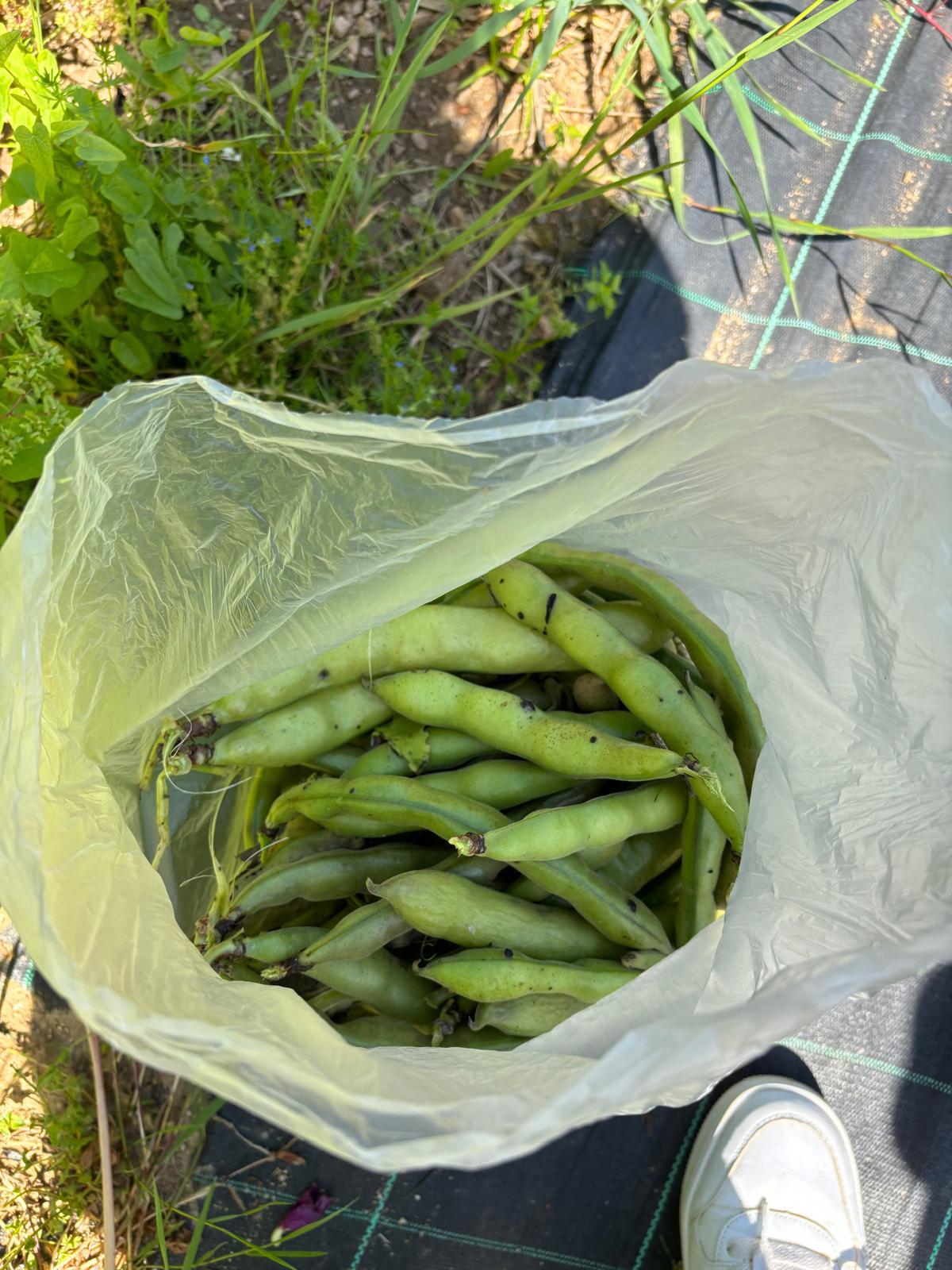 Favas recolhidas.