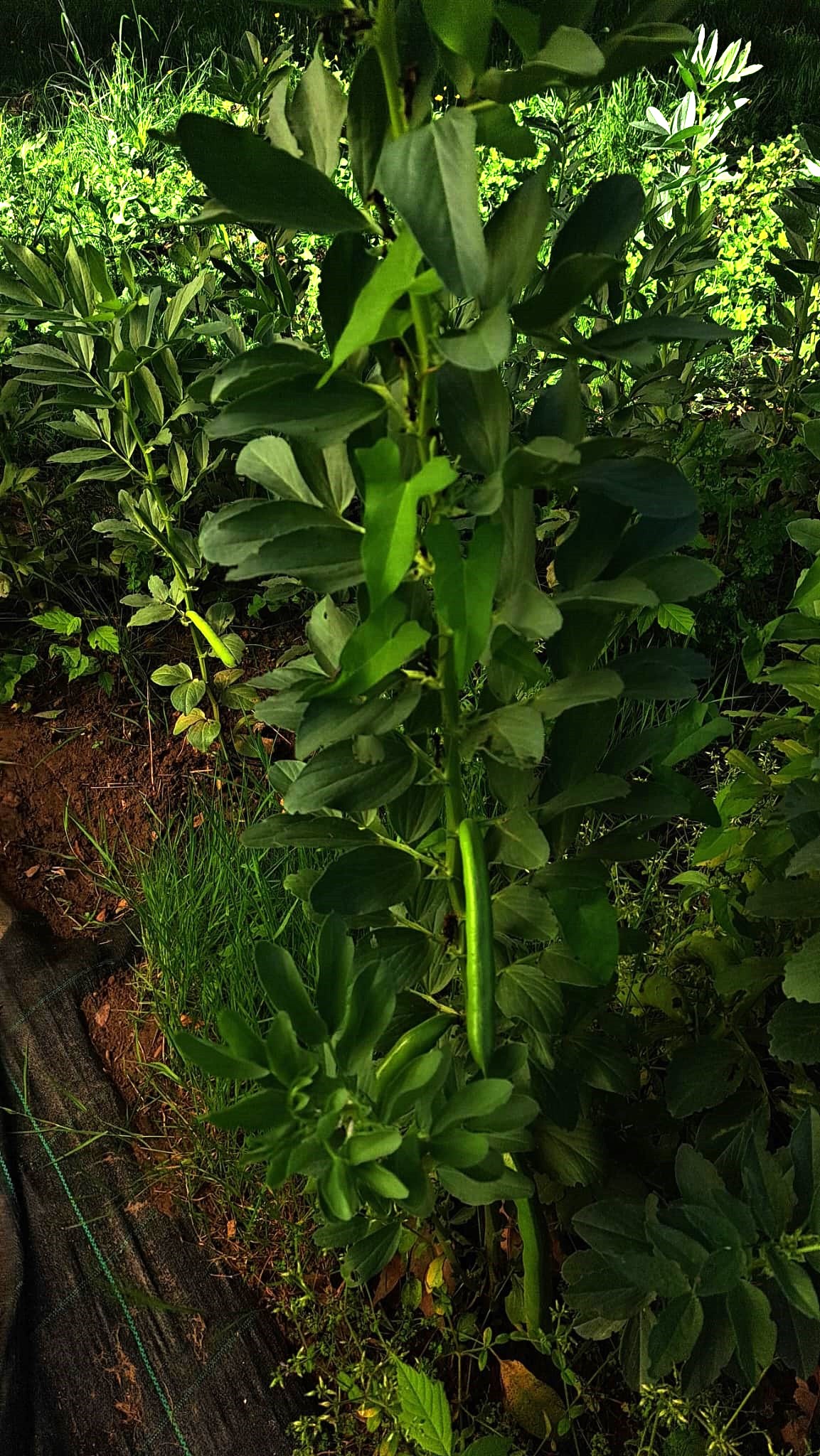 As favas agora estão prontas para colher!
