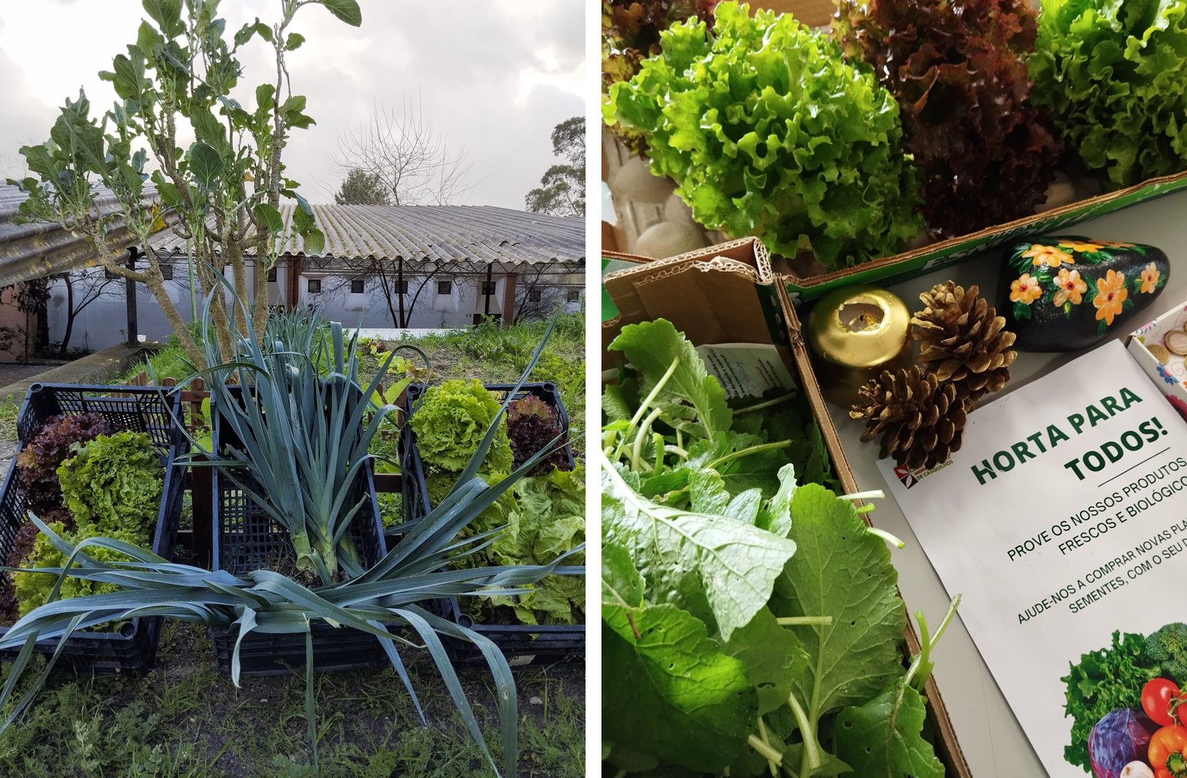 Os produtos da Horta para Todos têm sido distribuídos pelos alunos, encarregados de educação, professores e assistentes operacionais e ainda têm sido feitas doações na comunidade local.