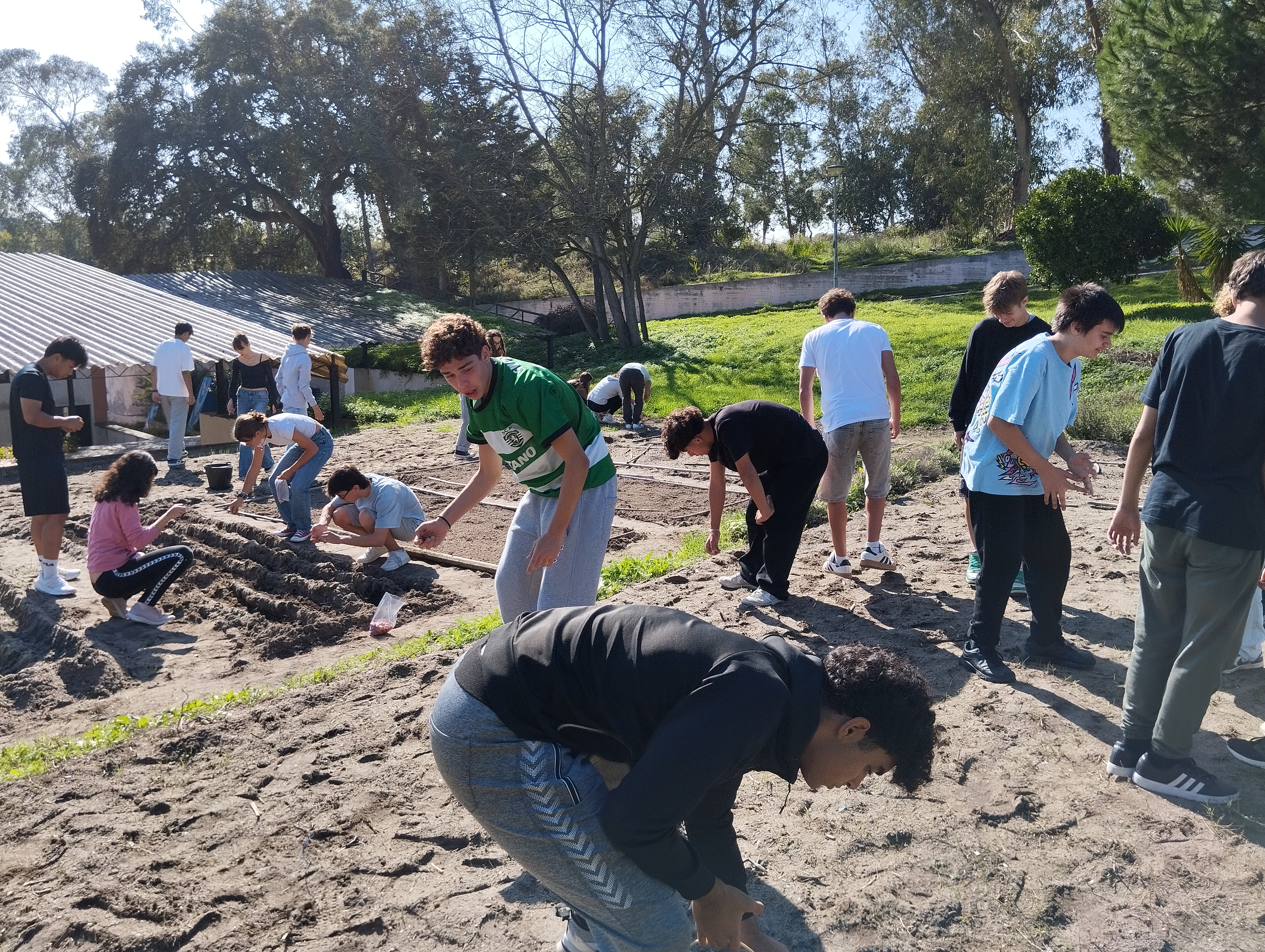 Depois da mobilização superficial do solo, feita com a colaboração da Câmara Municipal, houve que recolher pedras e resíduos não orgânicos. Simultaneamente, um grupo de alunos cultivou favas.