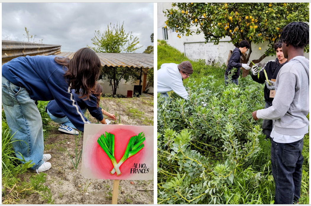 Apesar das sucessivas tempestades ocorridas em março, a pouco e pouco foram sendo realizadas tarefas de cultivo e de colheita de produtos da horta.