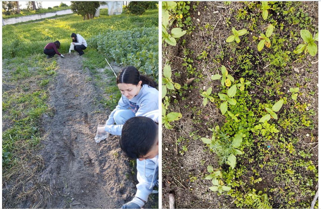 Para garantir que mais insetos polinizadores continuem a visitar a horta, decidimos cultivar um jardim para eles, com sementes biológicas que nos foram oferecidas como prémio da Menção Honrosa do ano letivo anterior.