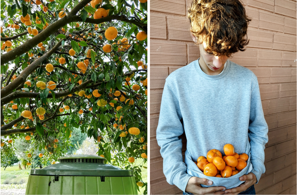 A tangerineira ocupa uma posição central na horta: protege o compostor e outros utensílios de uso corrente; em floração, atrai insetos polinizadores; as tangerinas quando amadurecem são muito apreciadas pelos alunos.