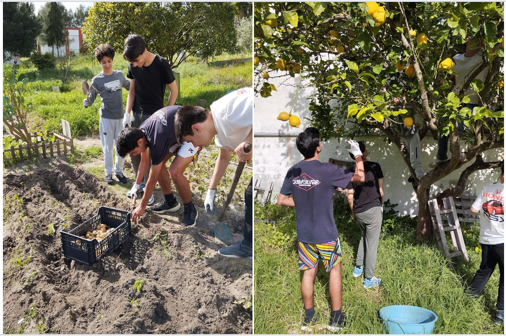 Apesar de ter sido prejudicada pelo excesso de precipitação, tendo as batateiras adoecido rapidamente, foi possível apanhar batatinhas.
Para além da tangerineira, também o limoeiro produziu muitos frutos, apanhados e levados para casa, pelos alunos.