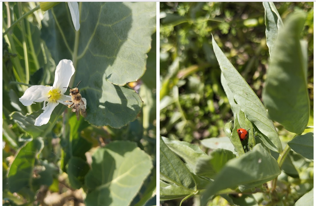 As couves e as faveiras, para além das ervas aromáticas existentes na horta, são muito importantes para os insetos se alimentarem e fazerem a polinização e, no caso específico da joaninha, predar os pulgões das plantas.