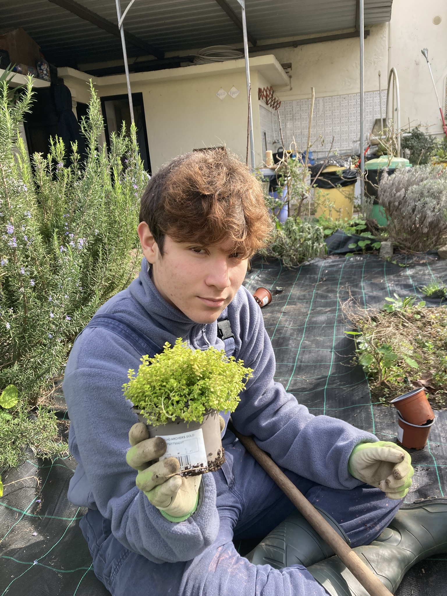plantação