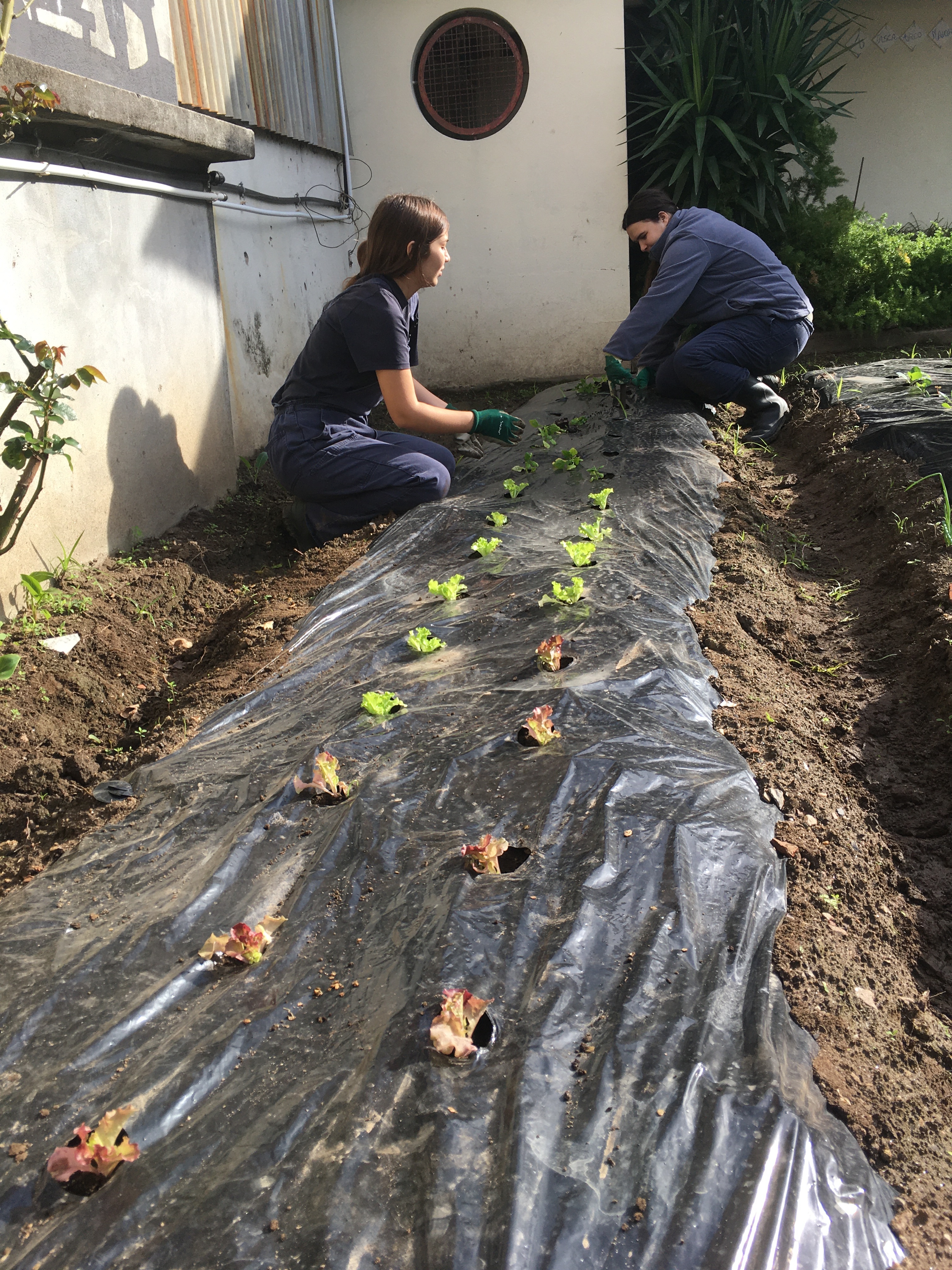 plantação