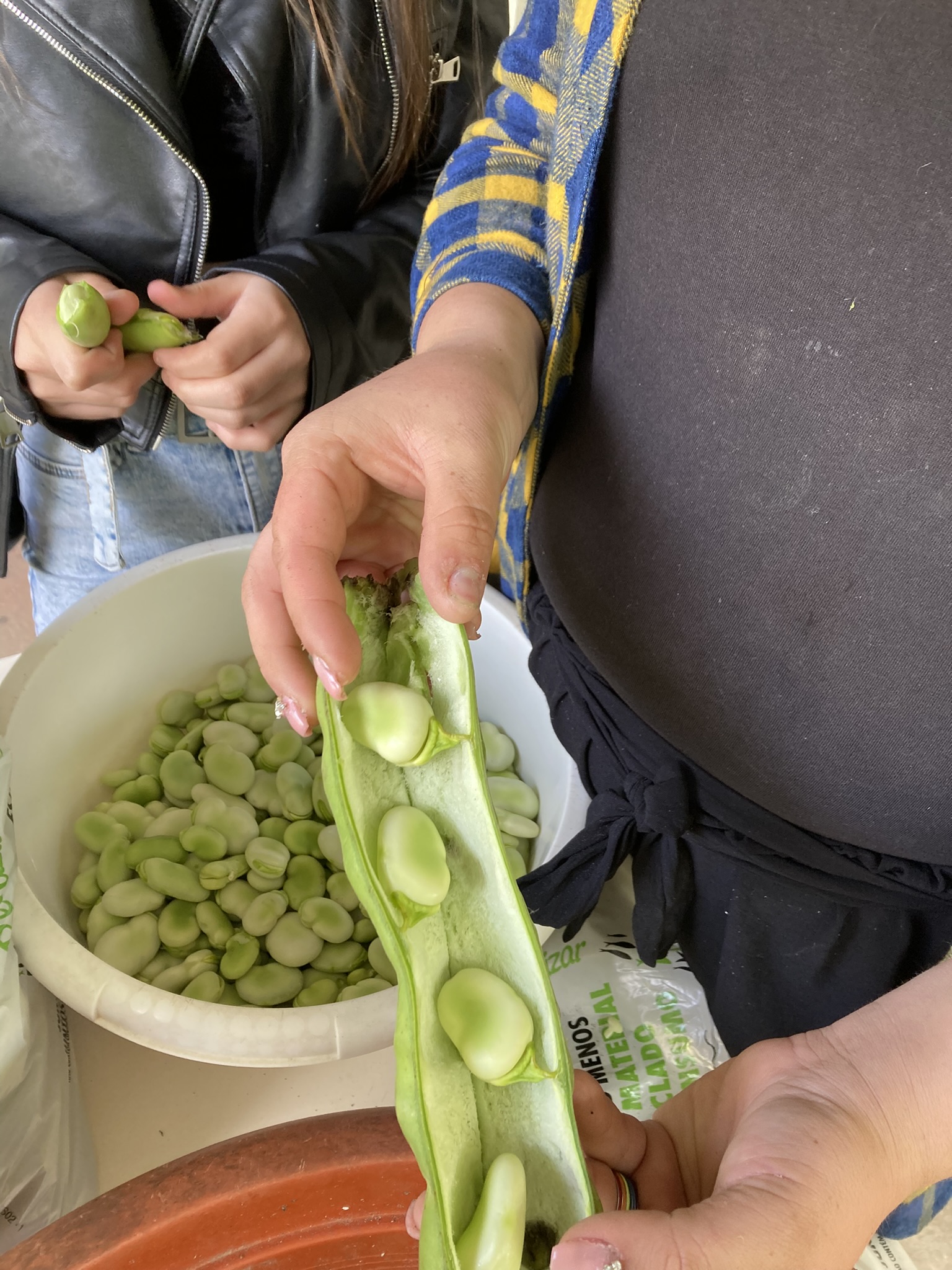 descasque da vagem de favas