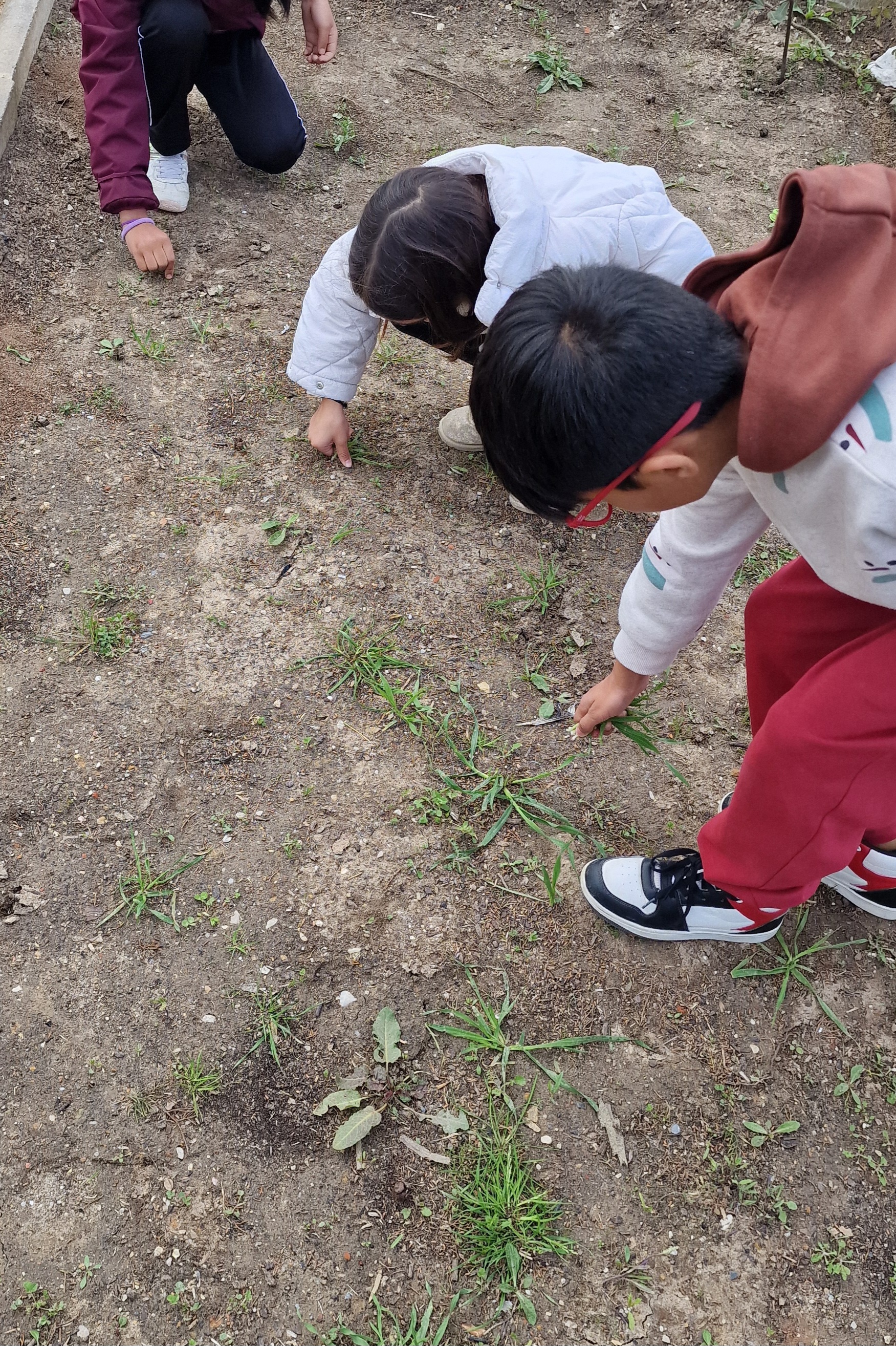 limpeza da horta pelos alunos