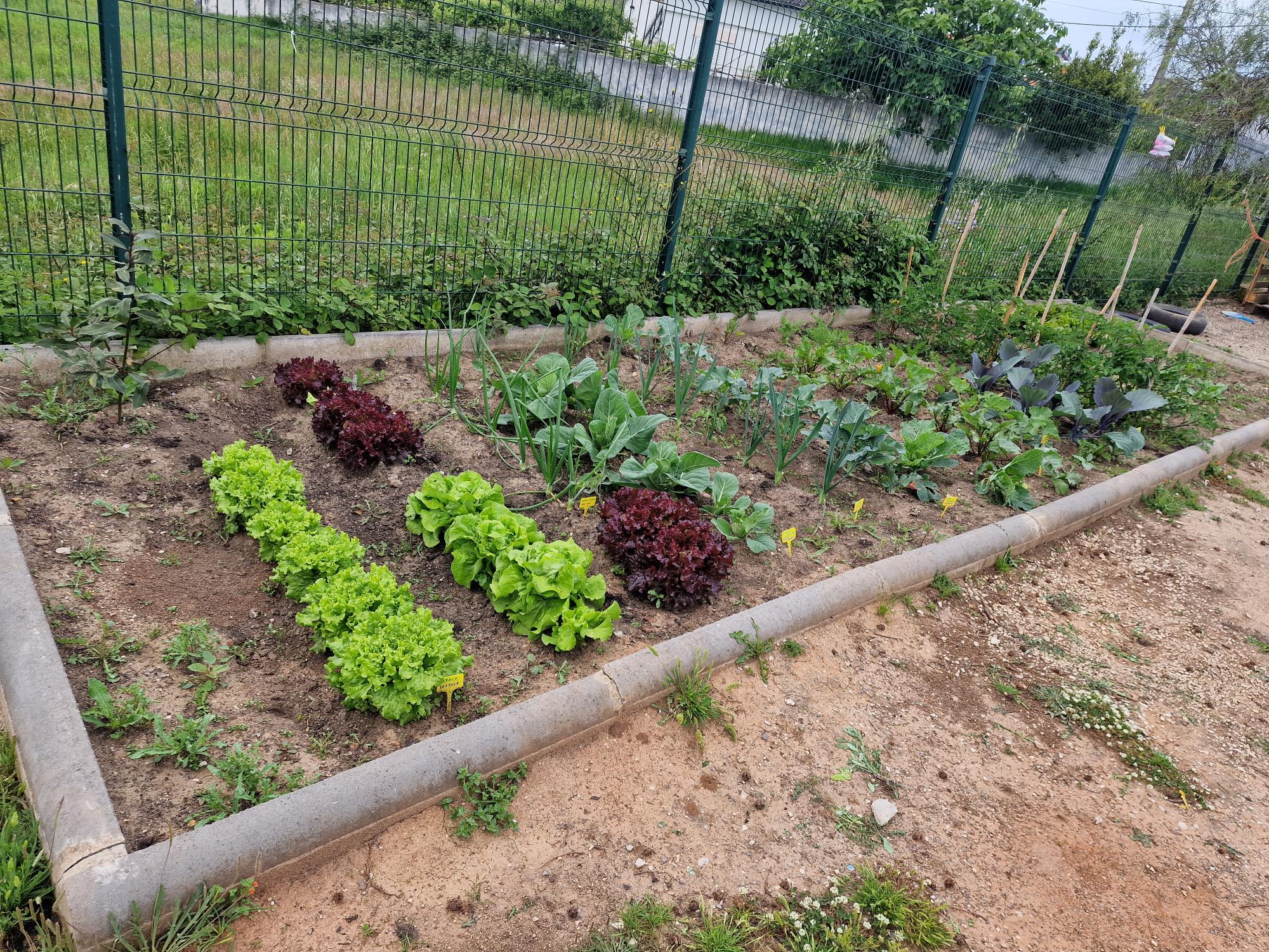 Legumes em crescimento.