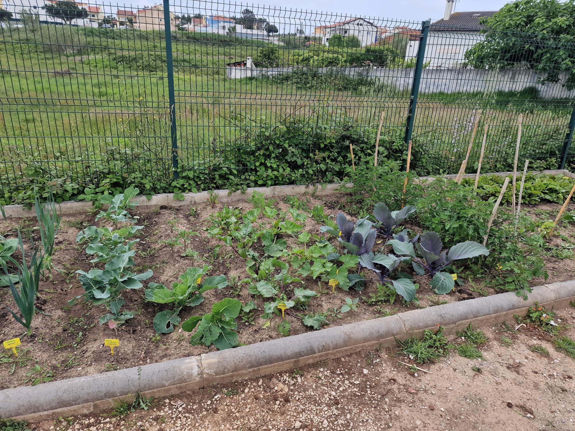 Legumes em crescimento.