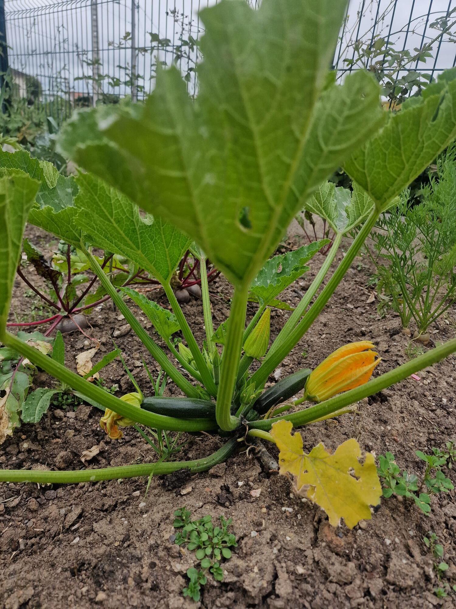 courgete