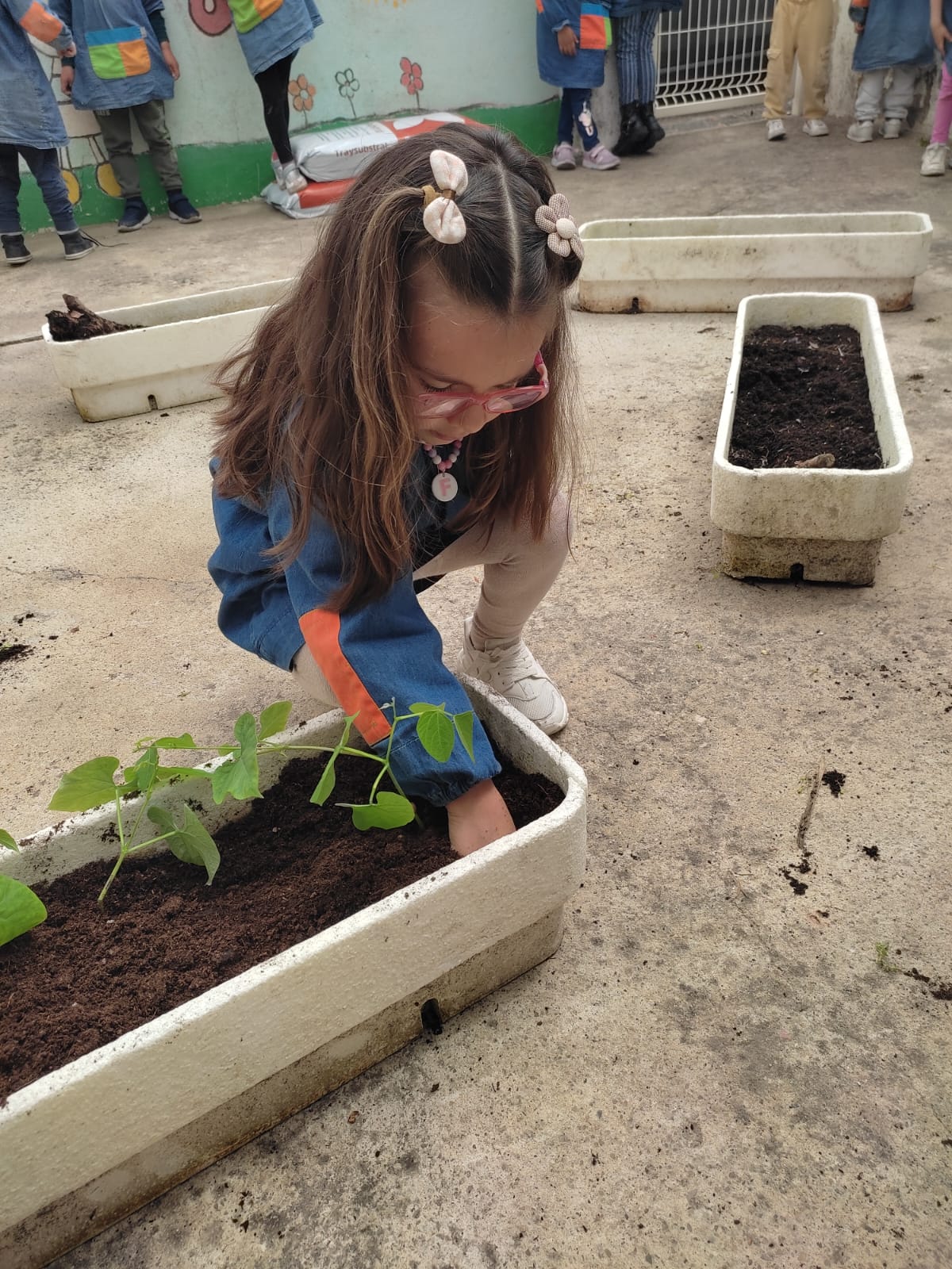 Plantação de feijoeiros