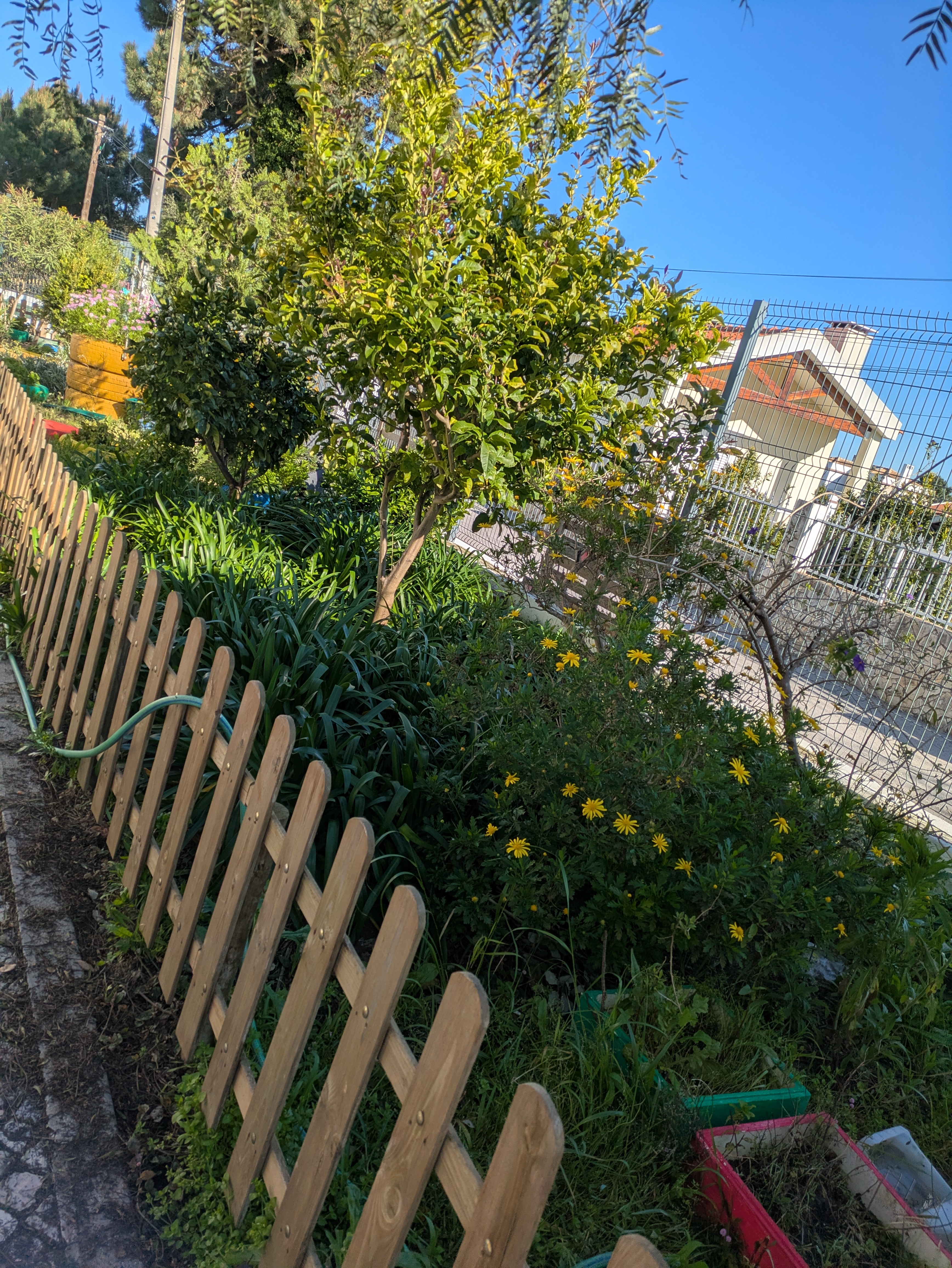 Terreno onde será trabalhada a horta