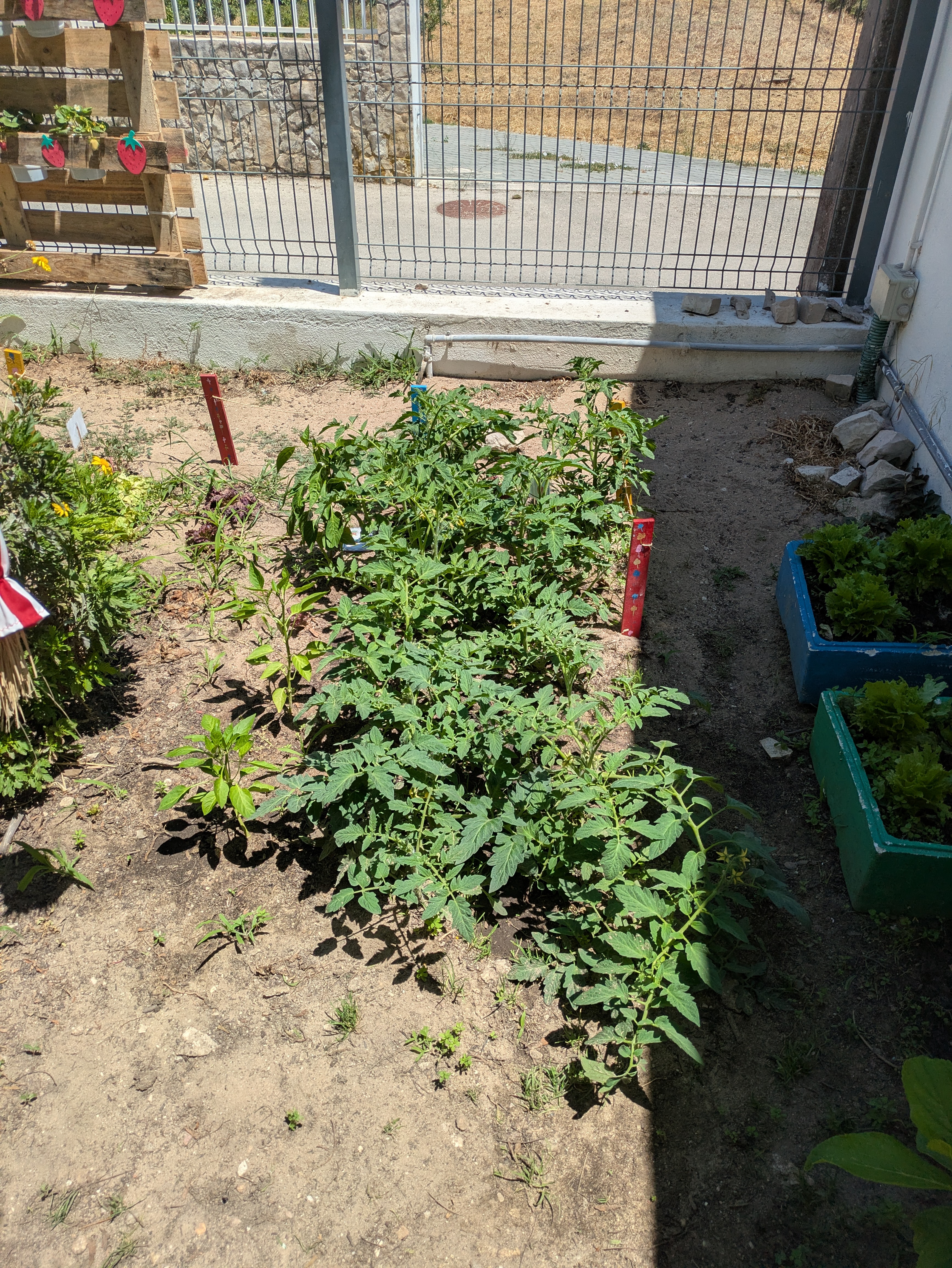 tomates e alfaces