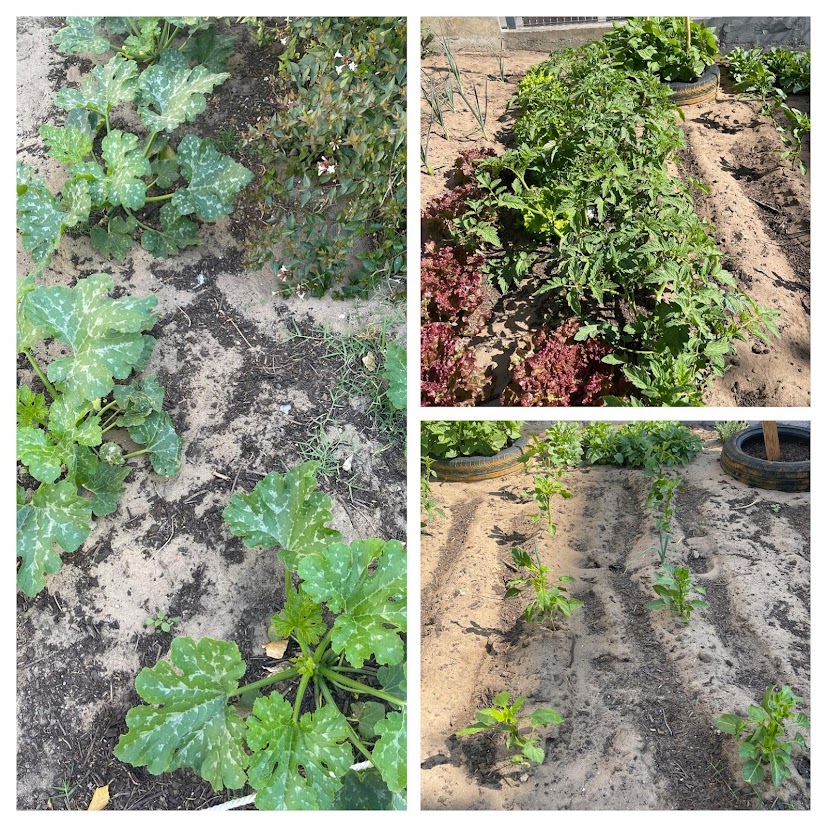 Fases do crescimento das plantinhas...