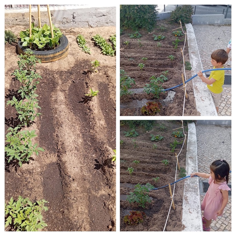 Depois de já colhidas algumas alfaces e rabanetes, as plantinhas continuam a ser cuidadas e a crescer...