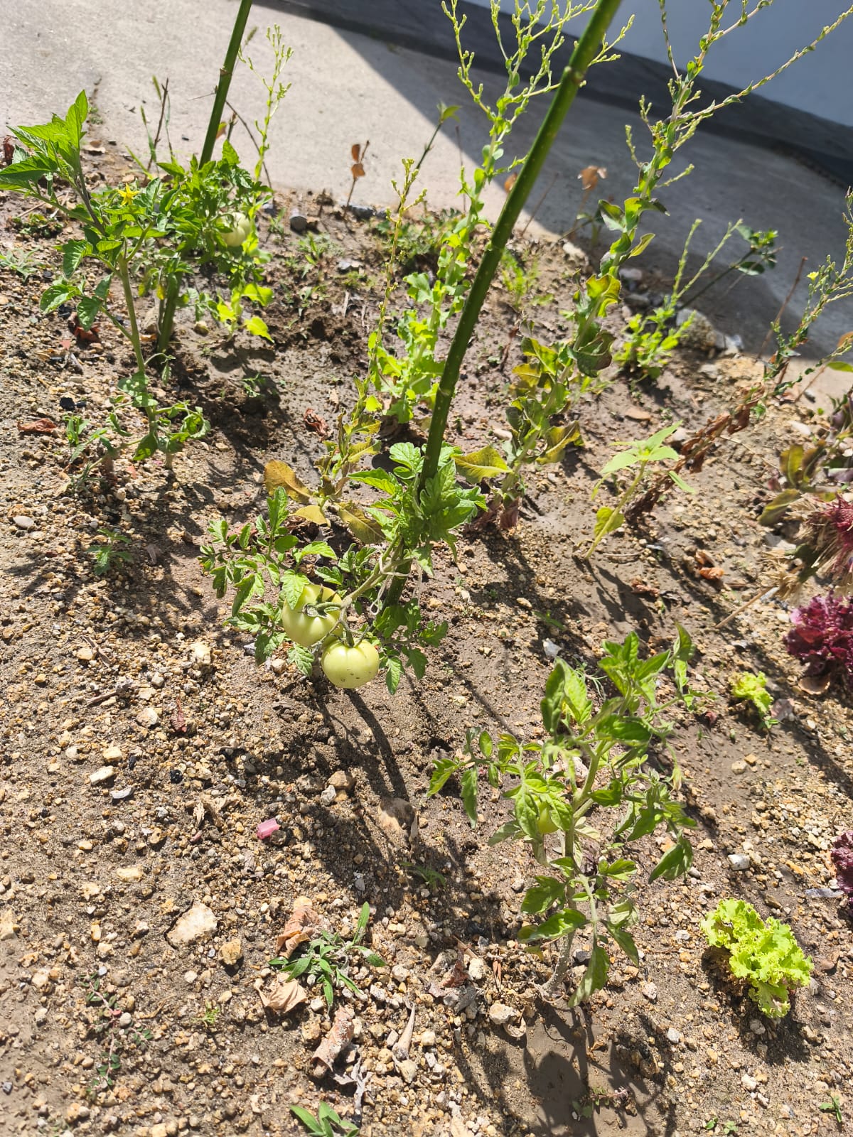 Tomates