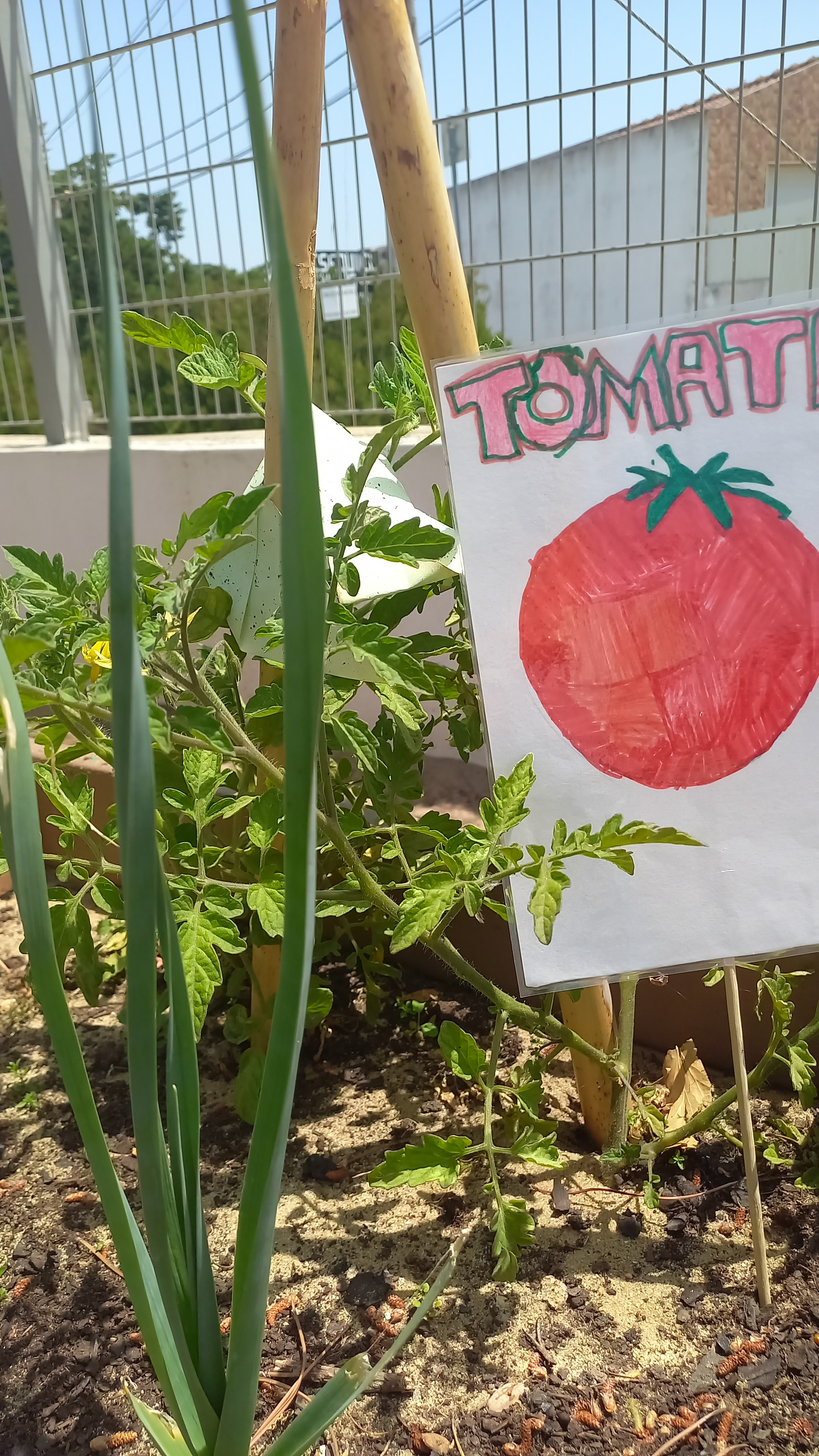 Identificação do tomate.