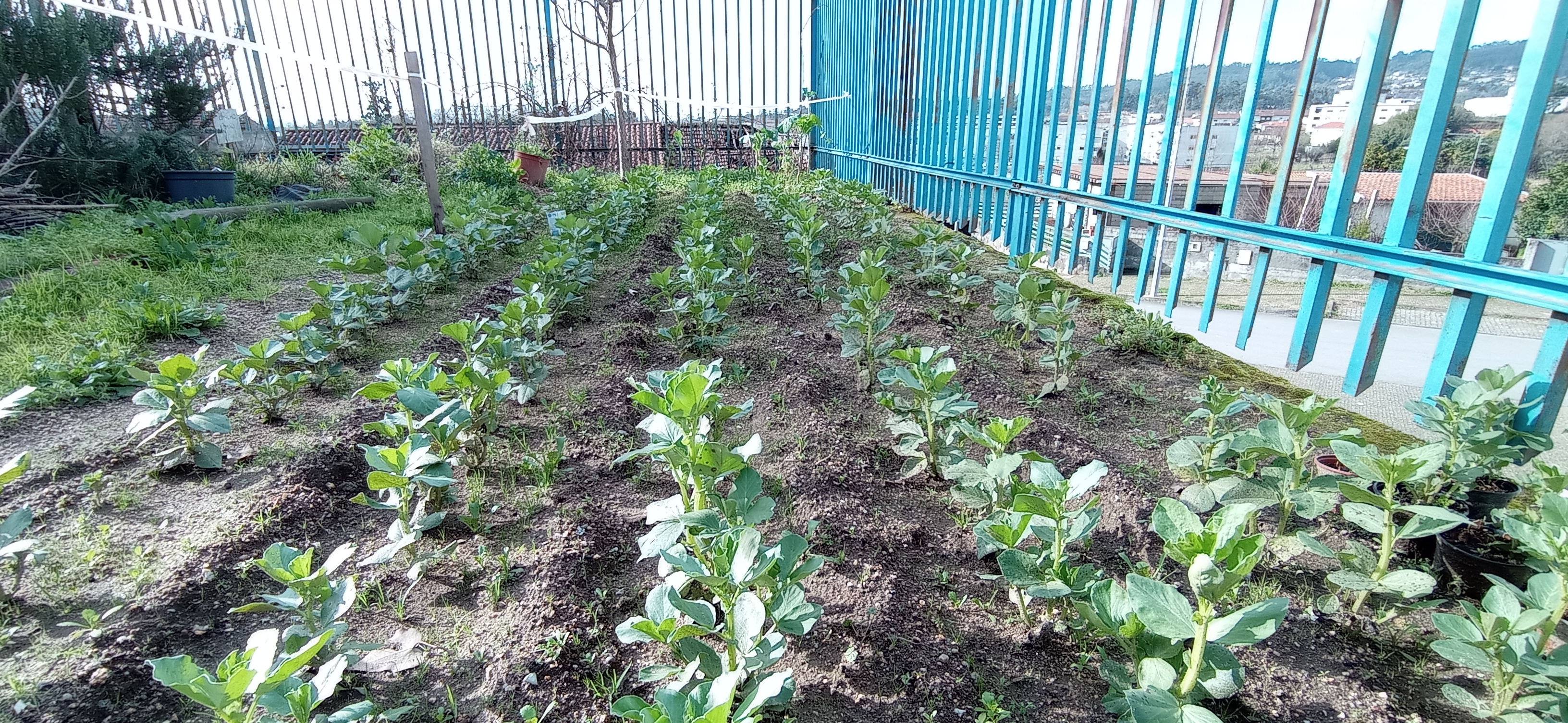 Talhão de favas em pelno crescimento.
