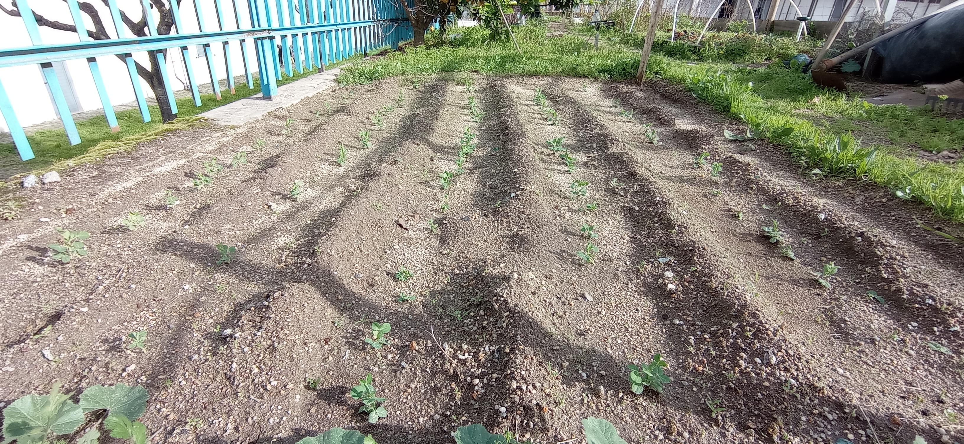 Talhão de ervilas em fase de crescimento.