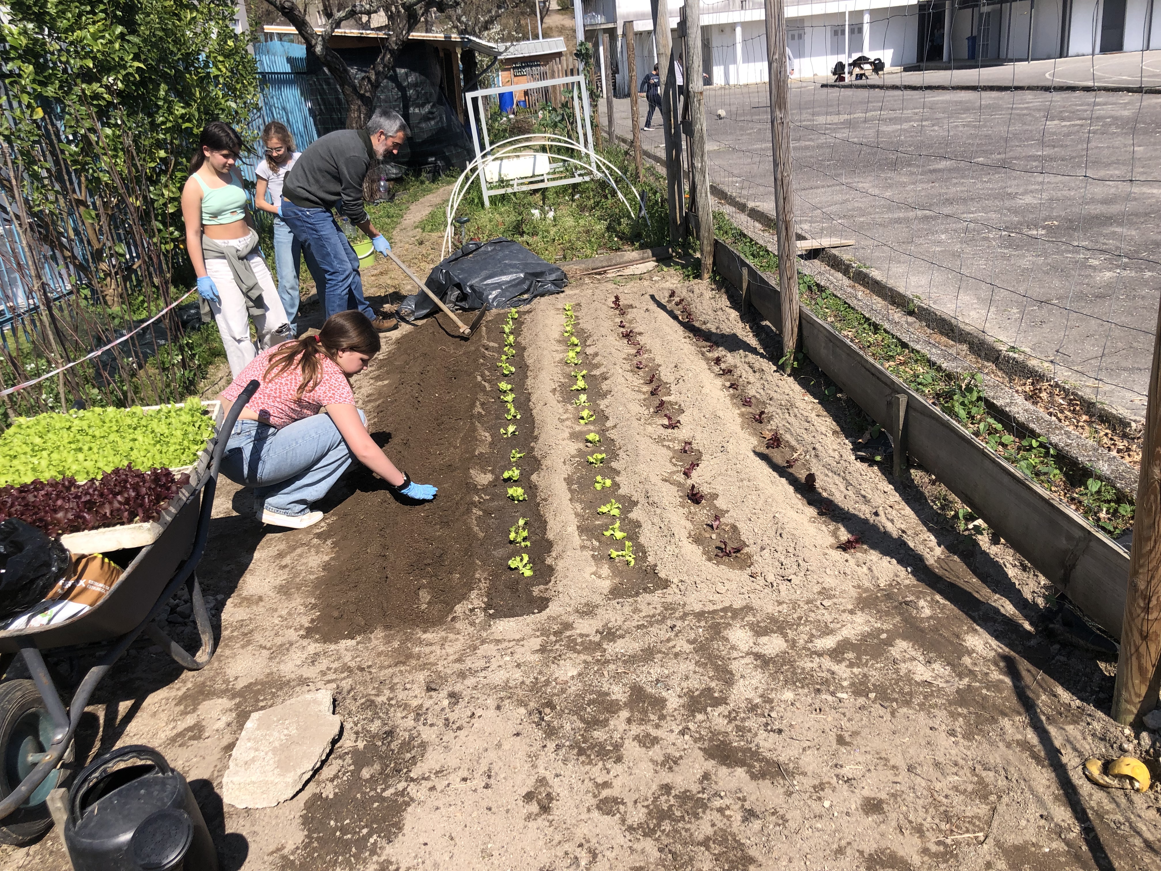 Talhão de alfaces, dia da plantação.