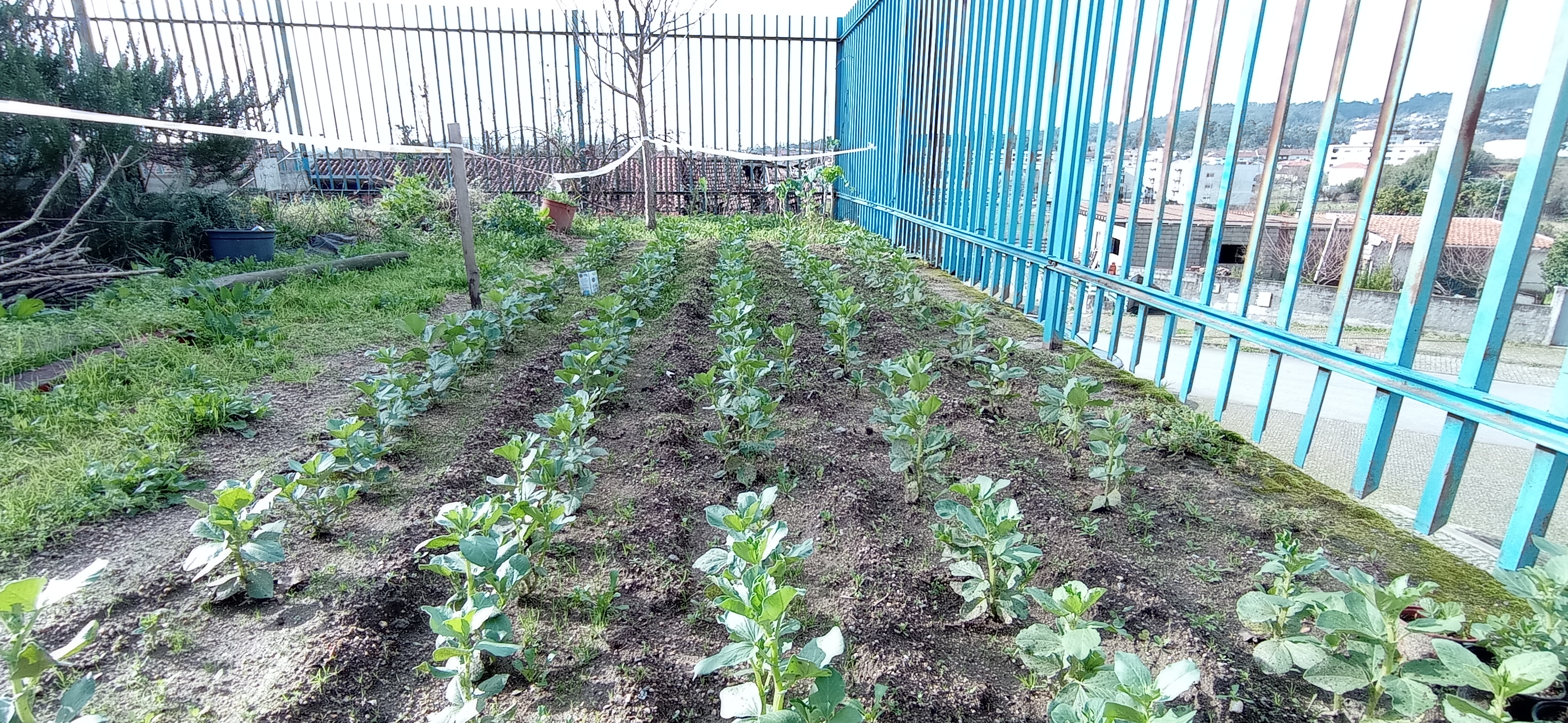 Talhão de favas em pleno crescimento.
