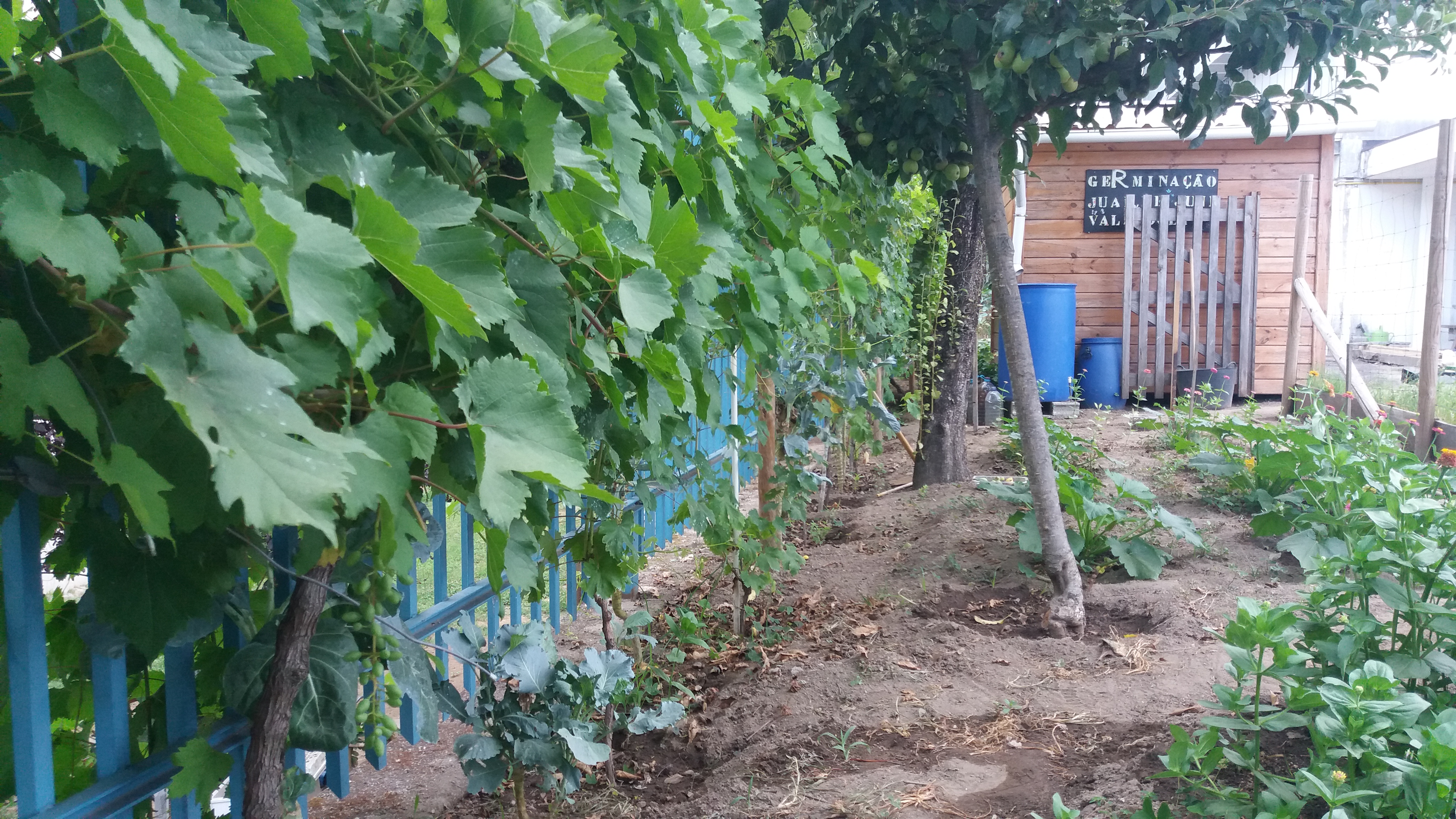 Cordão com 20 videiras, com uvas de mesa.
