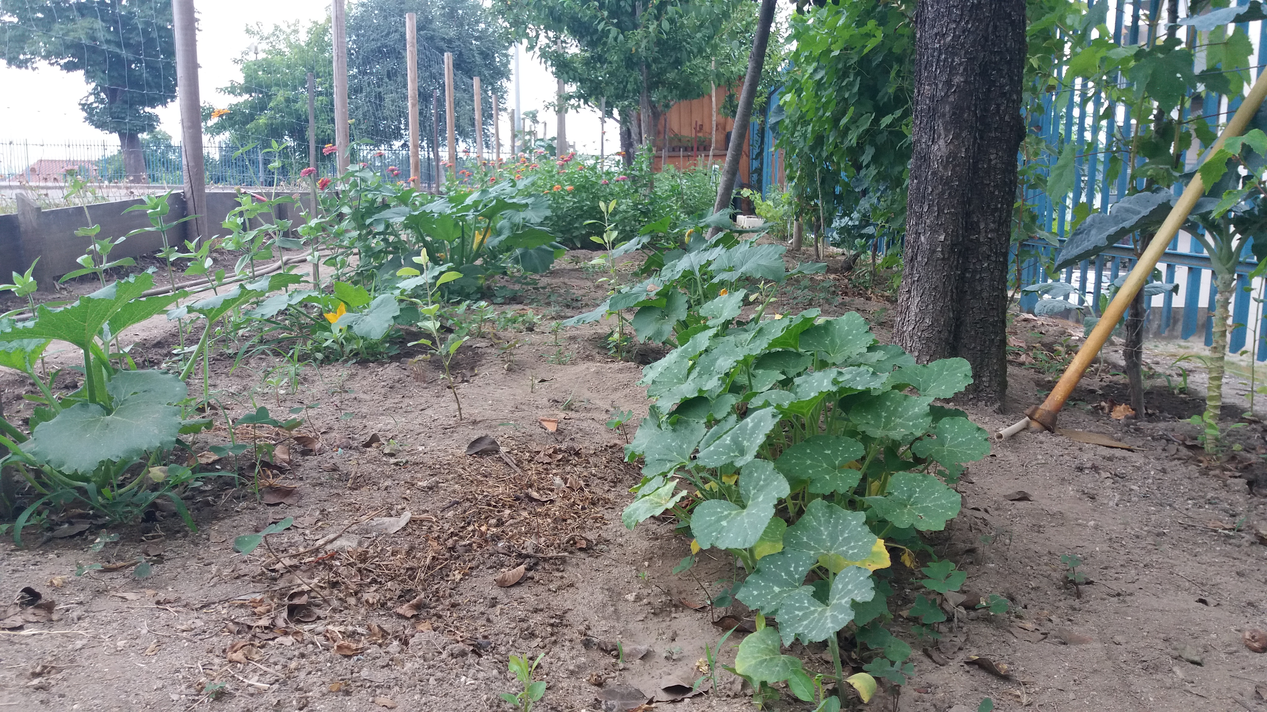 Talhão de Courgetes,