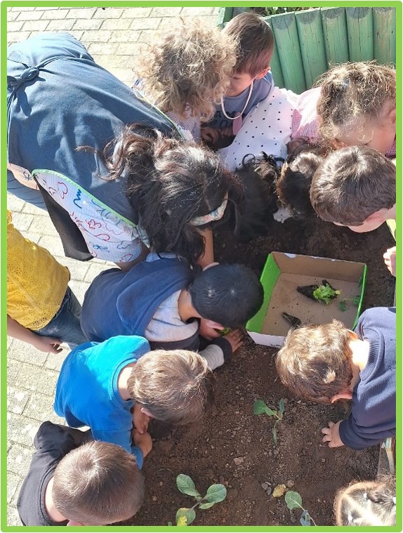 Plantação de alfaces