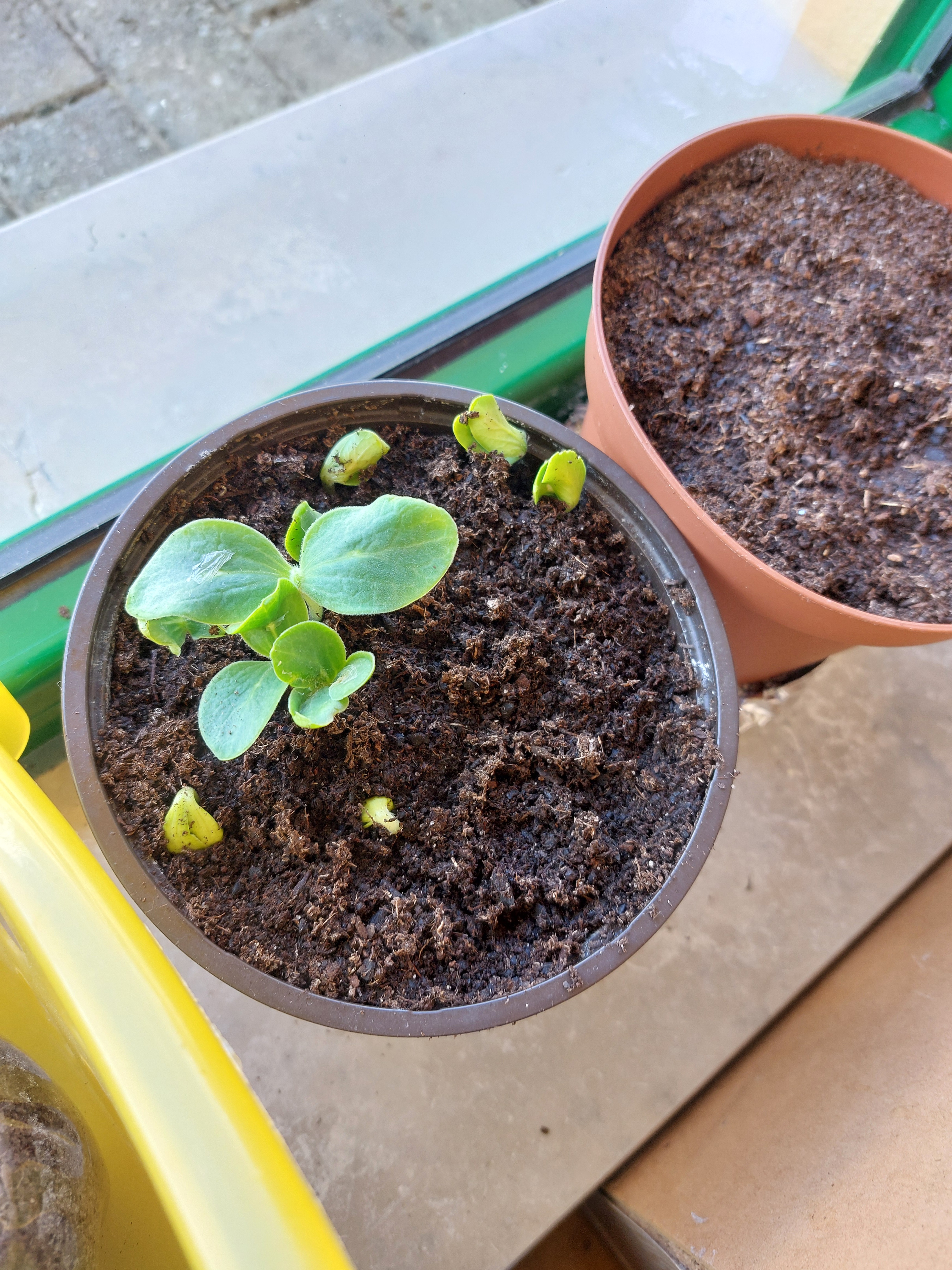 Fizemos e observamos, a germinação da abóbora.