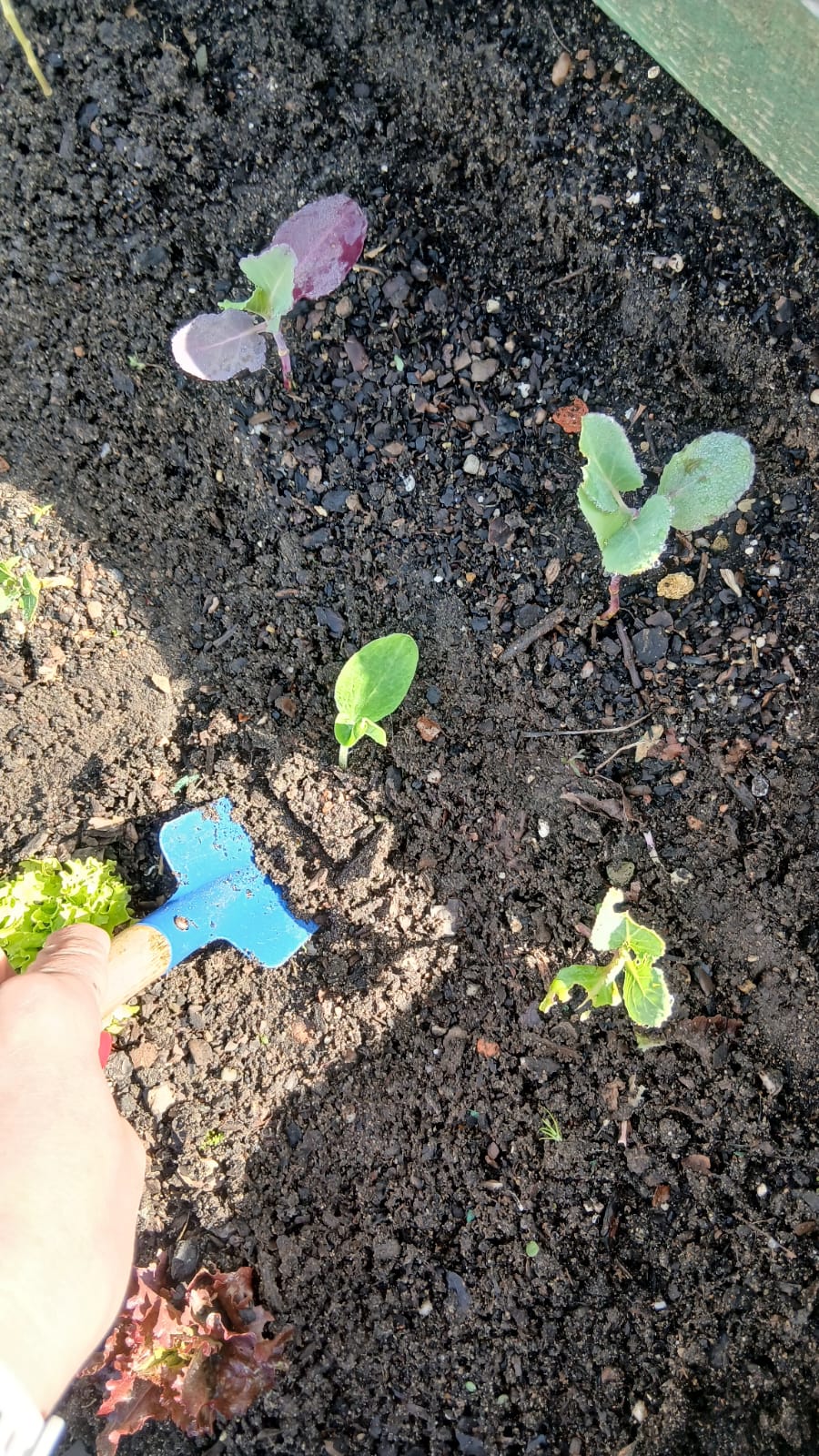 Transplantação das abóboras.