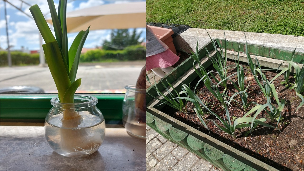 Germinação e crescimento do alho francês.