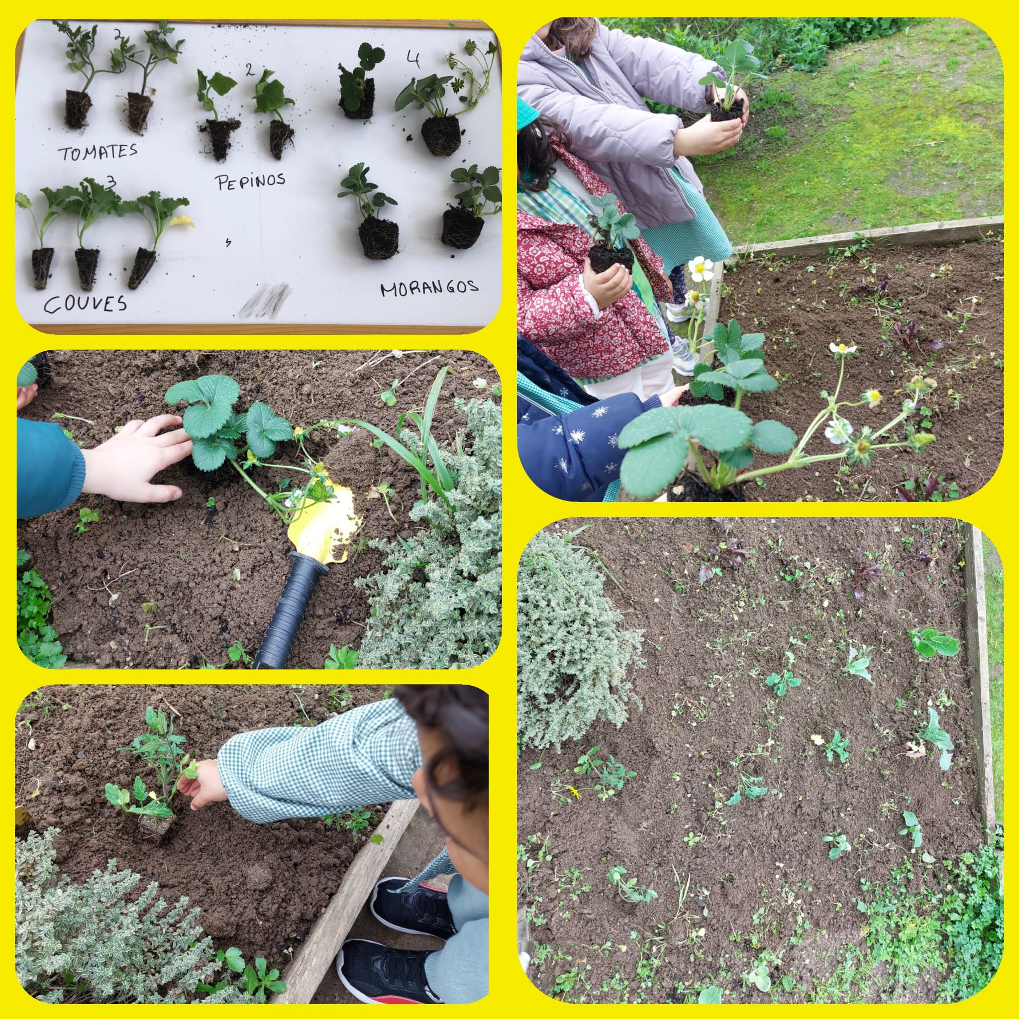Cultivar a terra - início das plantações II