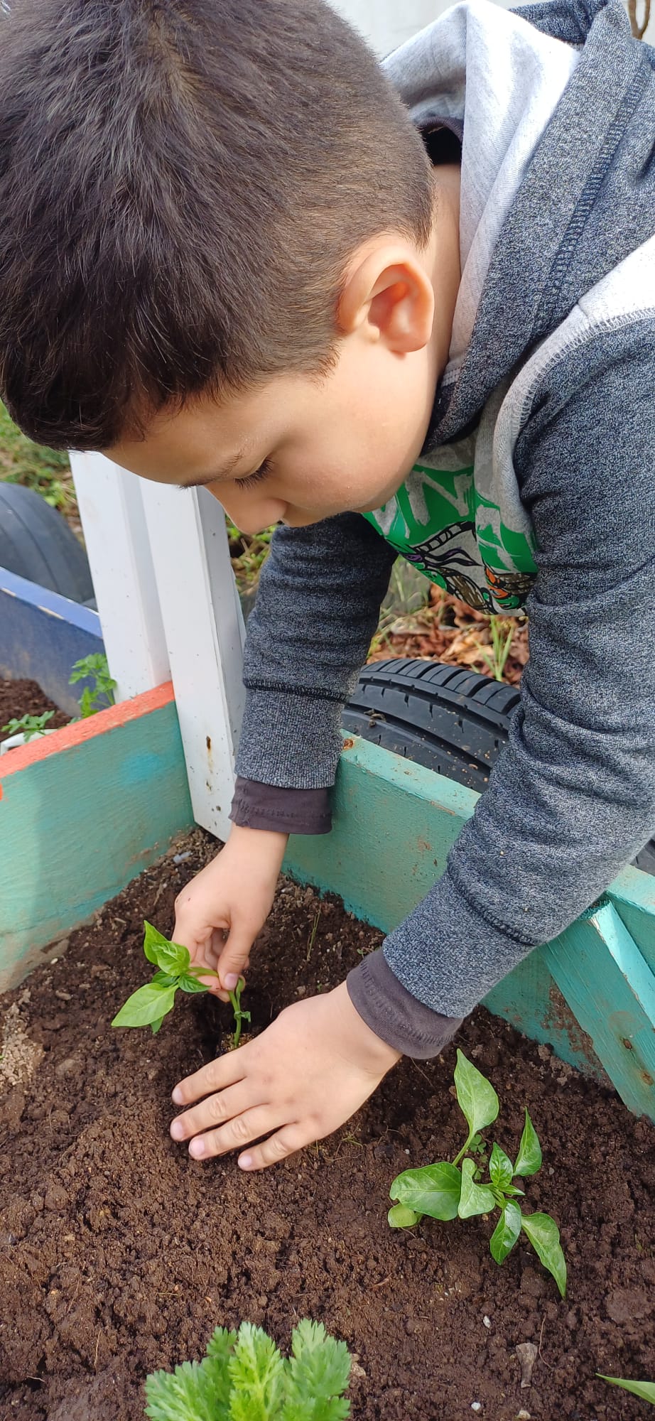 Plantação de pimentos