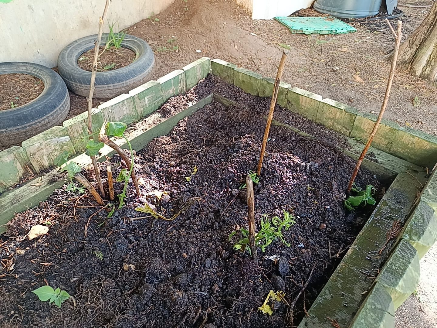 Depois de Plantar
