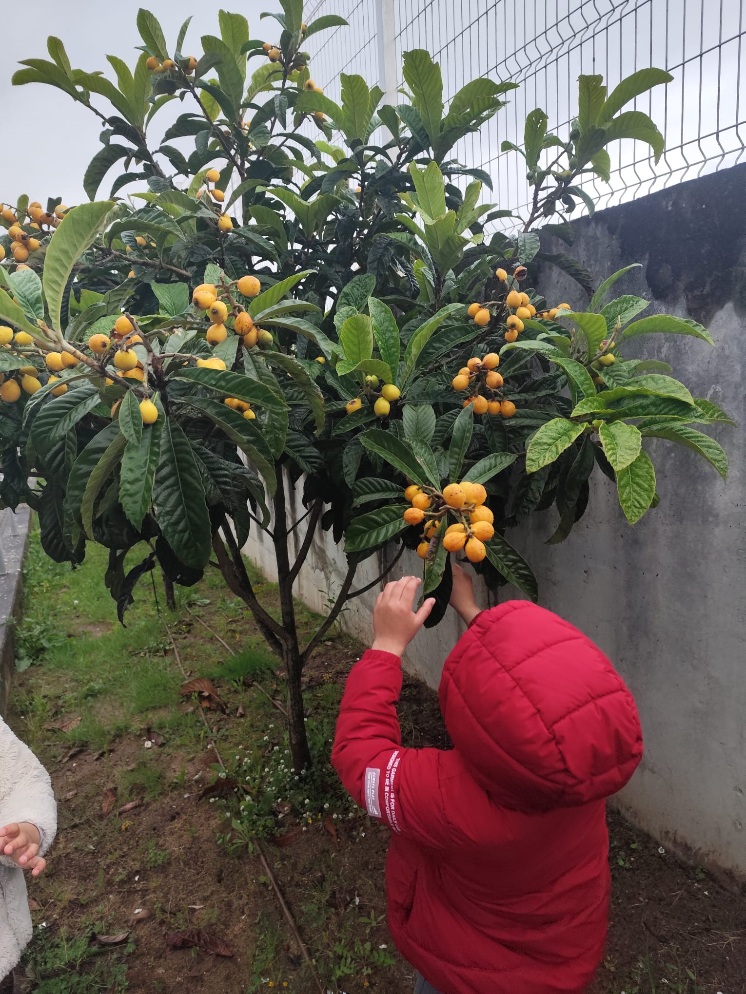 Vamos à fruta