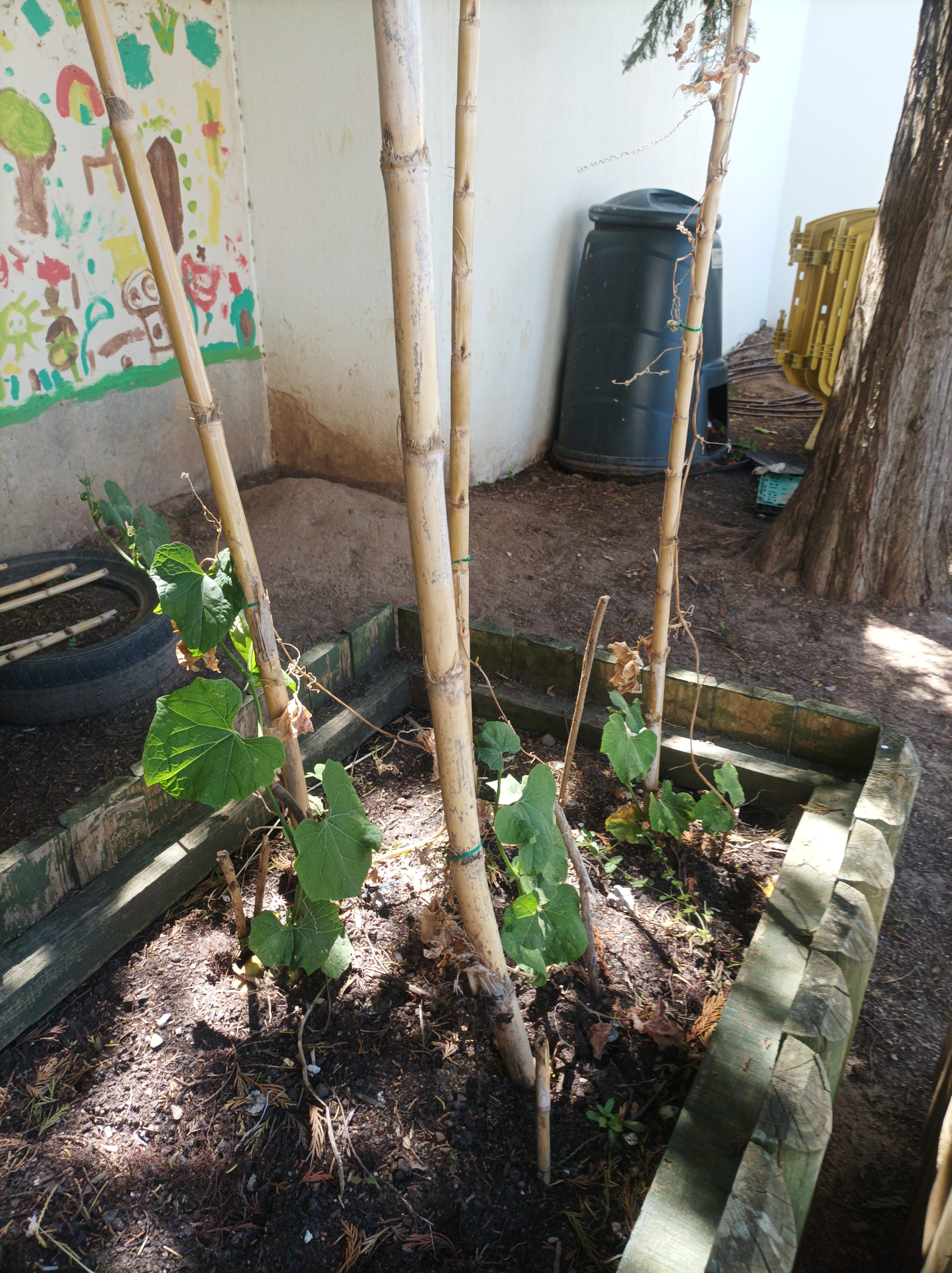 Ainda conseguiremos apanhar o feijão verde antes de ir de férias?