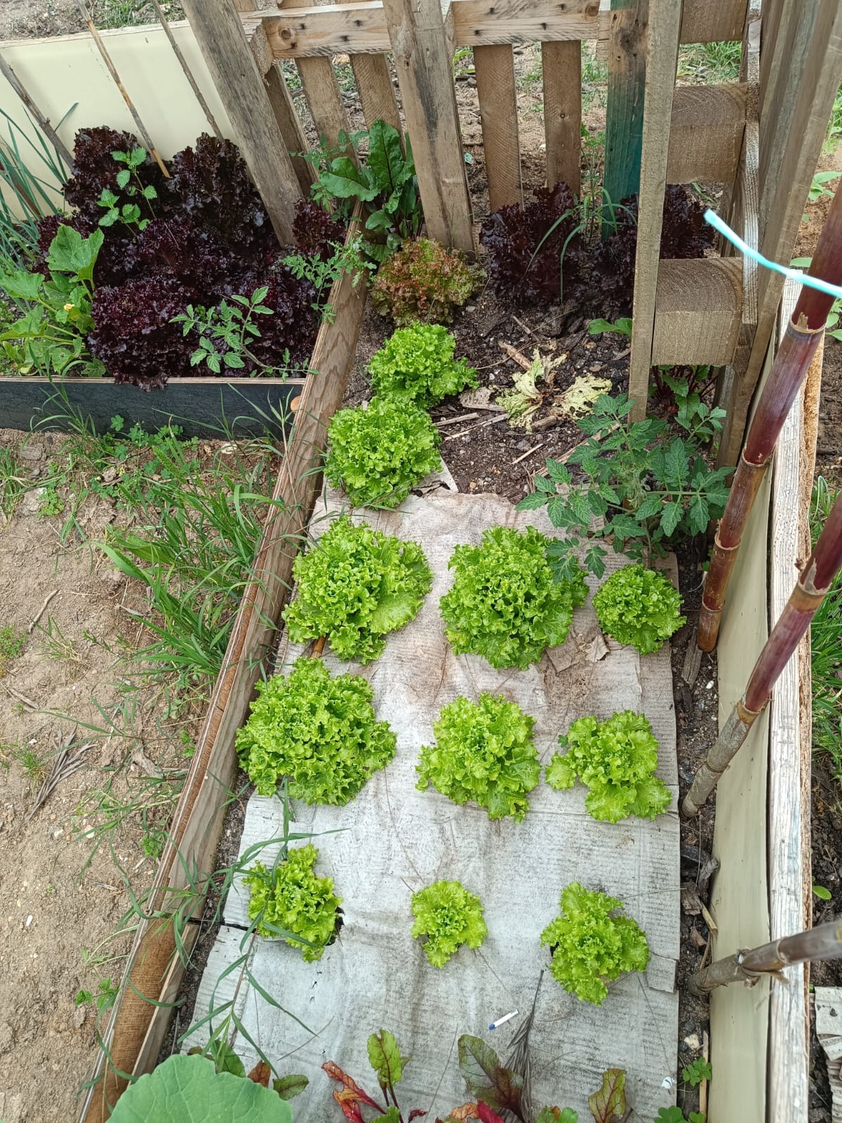 Horta em desenvolvimento