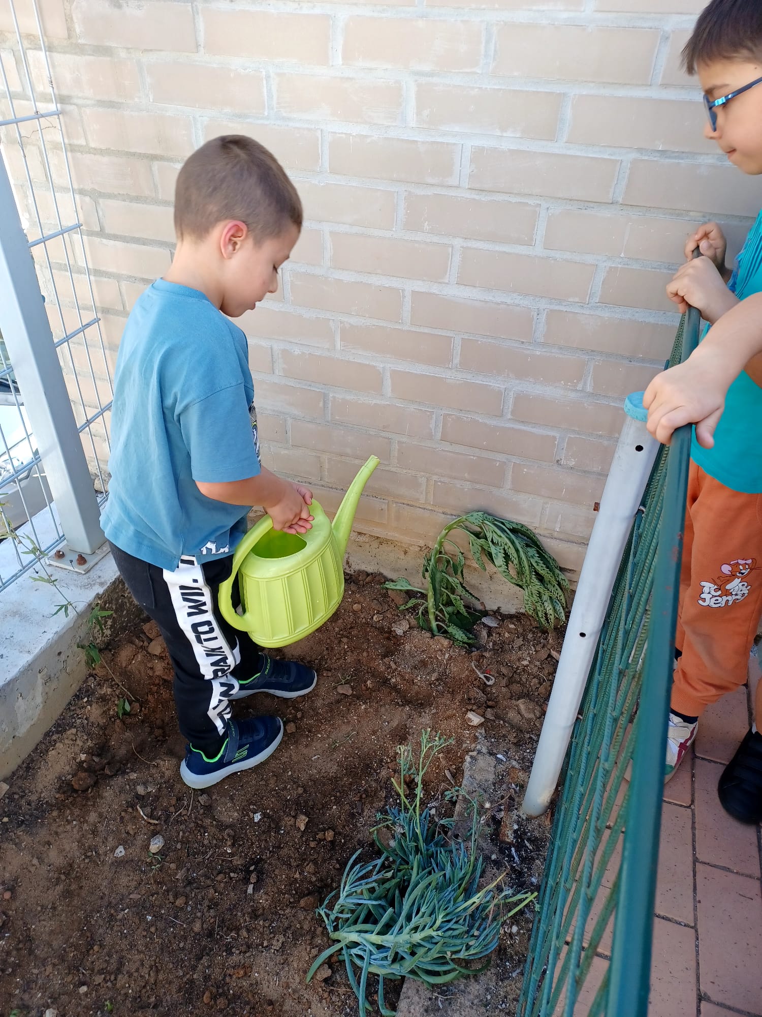 O projeto da horta é dinamizado pelos alunos, desde o processo de semear/ plantar, rega e colheita.