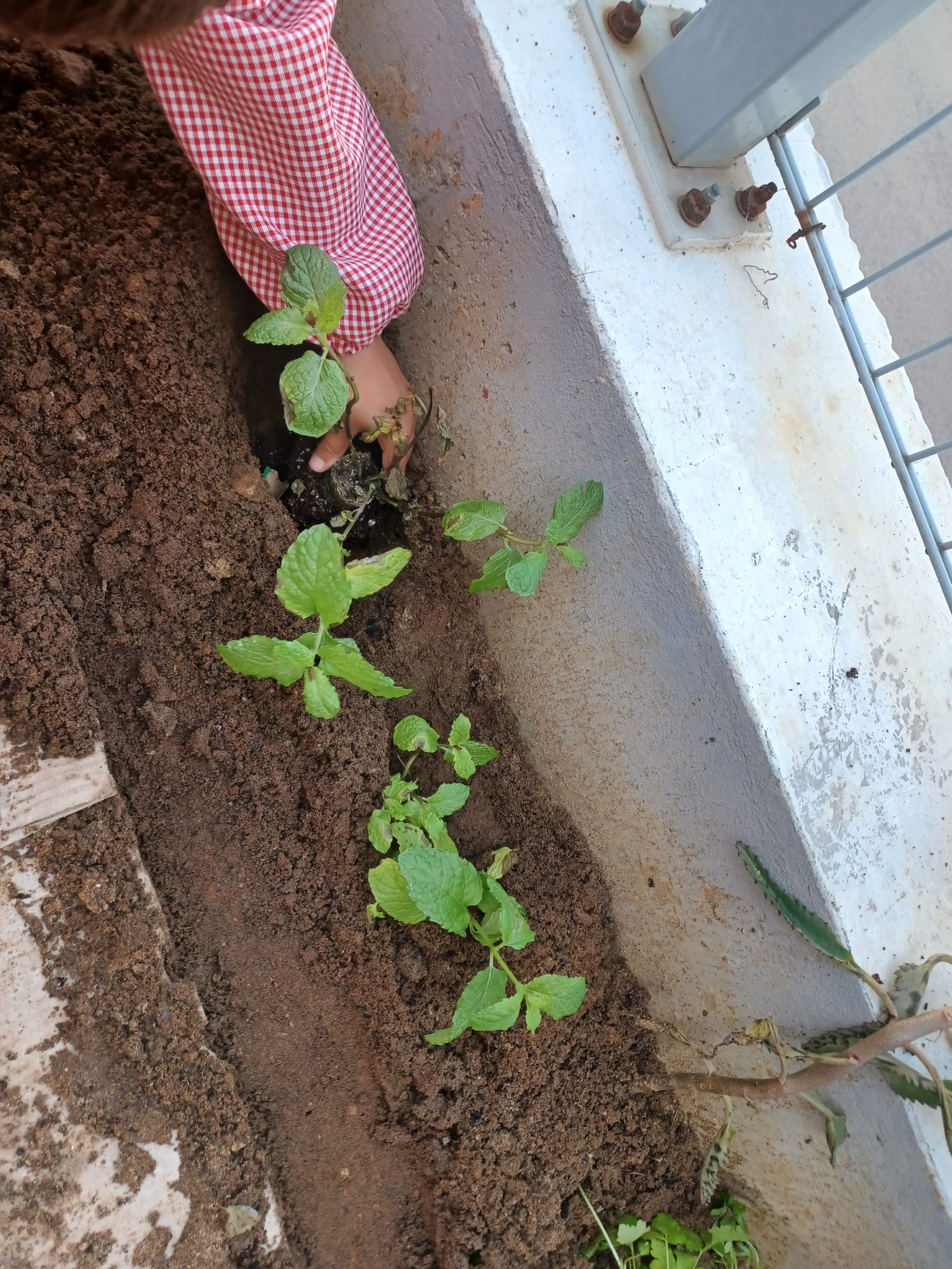 Surgem as primeiras plantas , sob os olhares atentos dos cuidadores da horta.