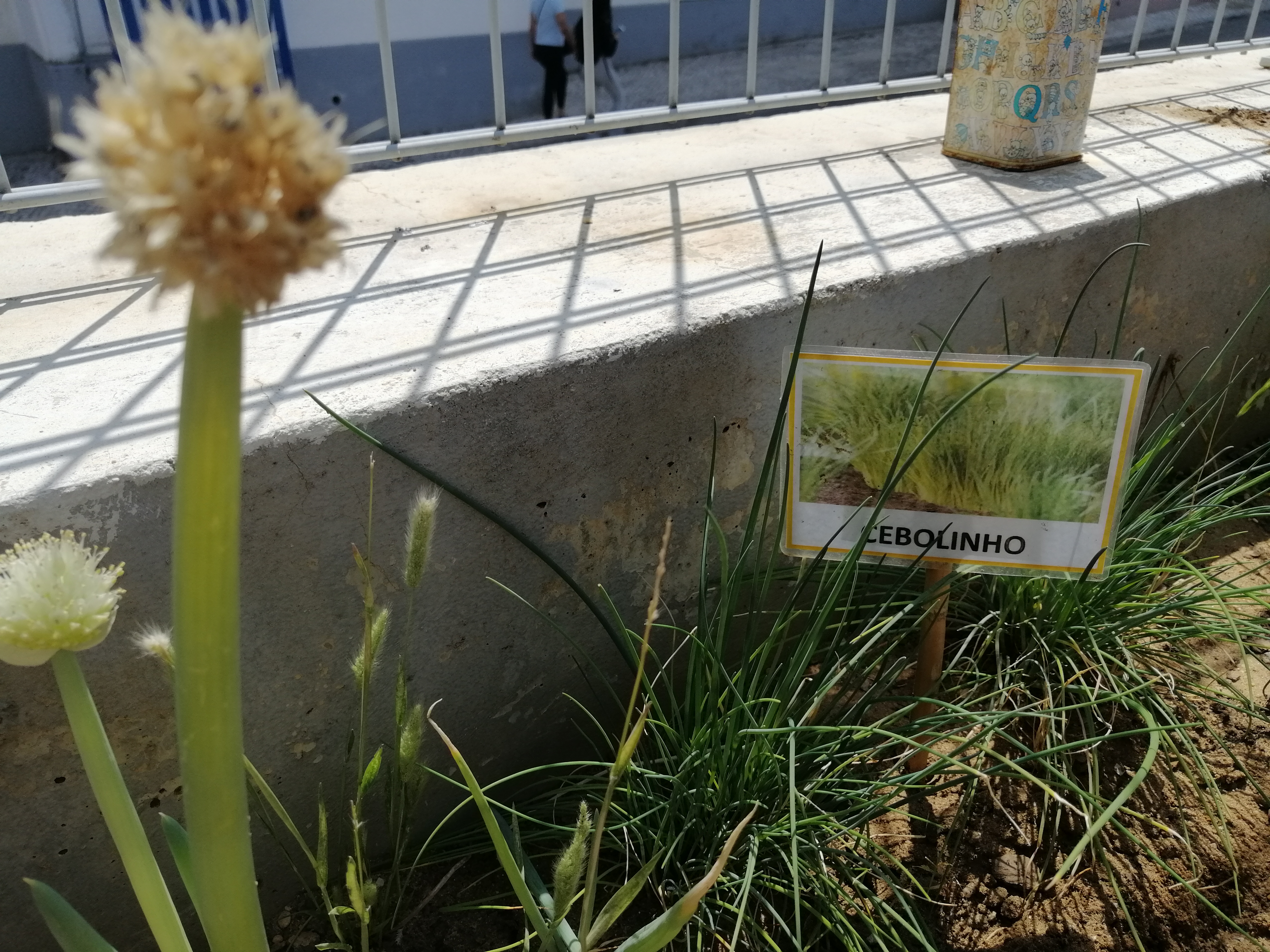 Uma das nossas plantas. Cresceu muito bem.