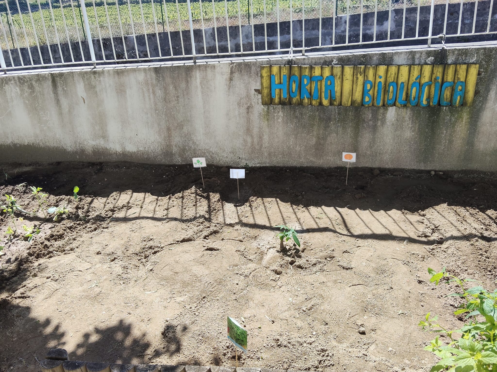 Plantando hoje para colher no futuro!