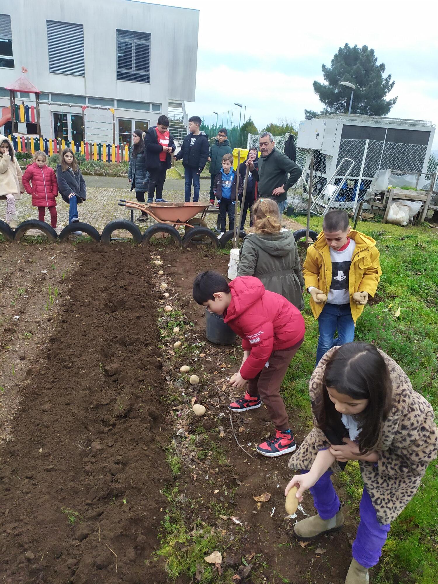 Sementeira de batatas -  alunos do 2º ano do 1ºCEB