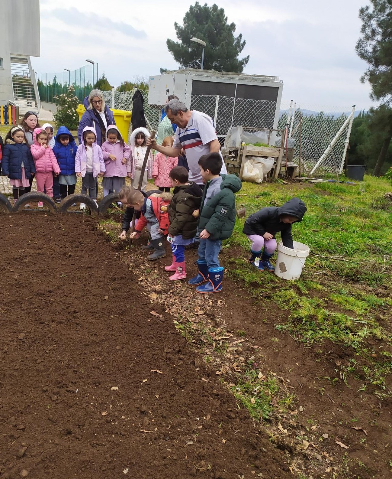 Sementeira de batatas -  alunos da Educação Pré Escolar