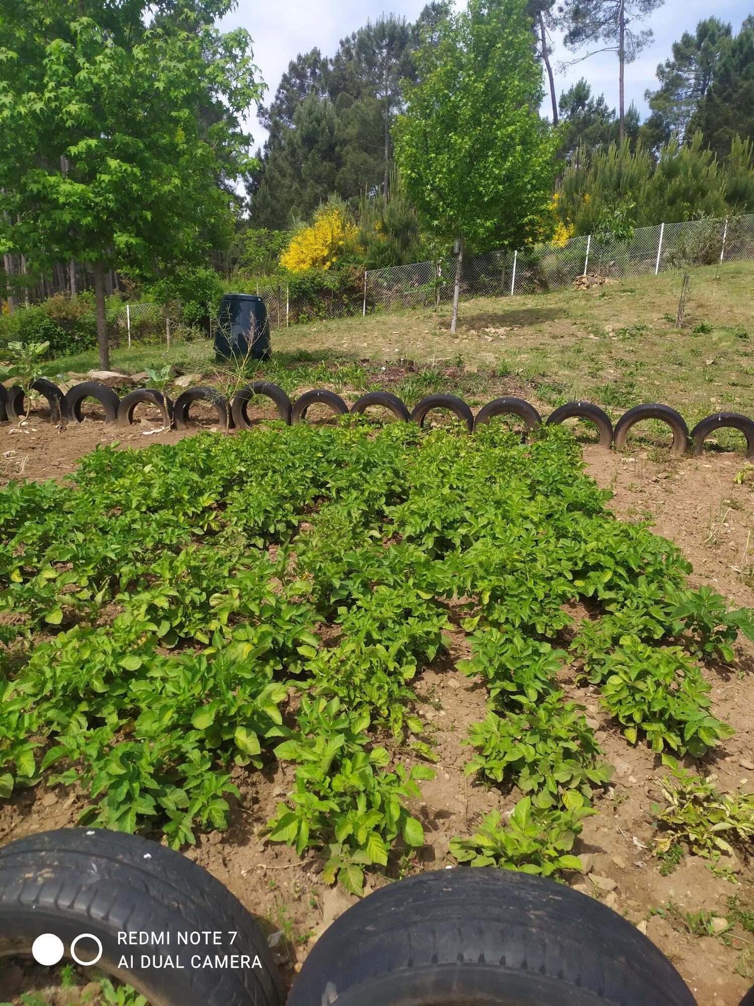 o nosso "campo" de batatas